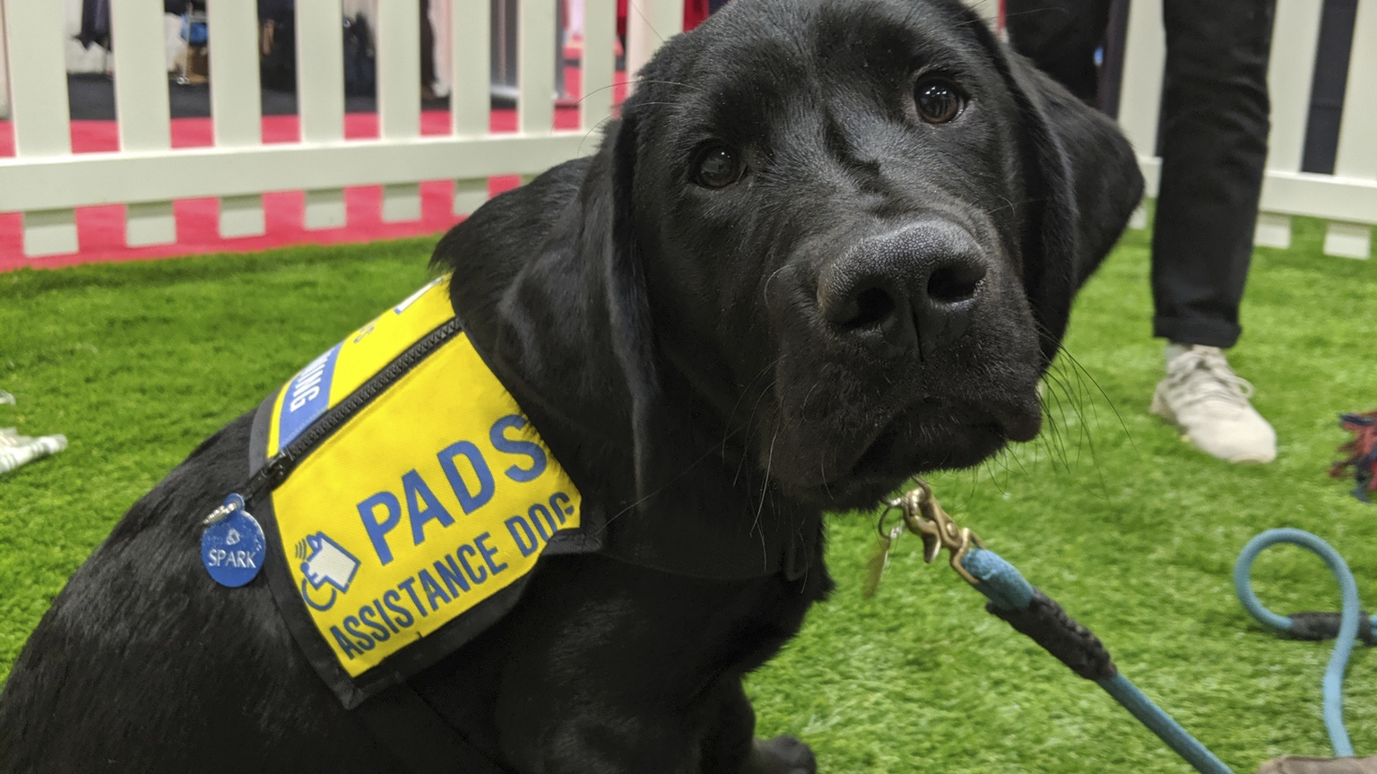 PADS Dog 3
