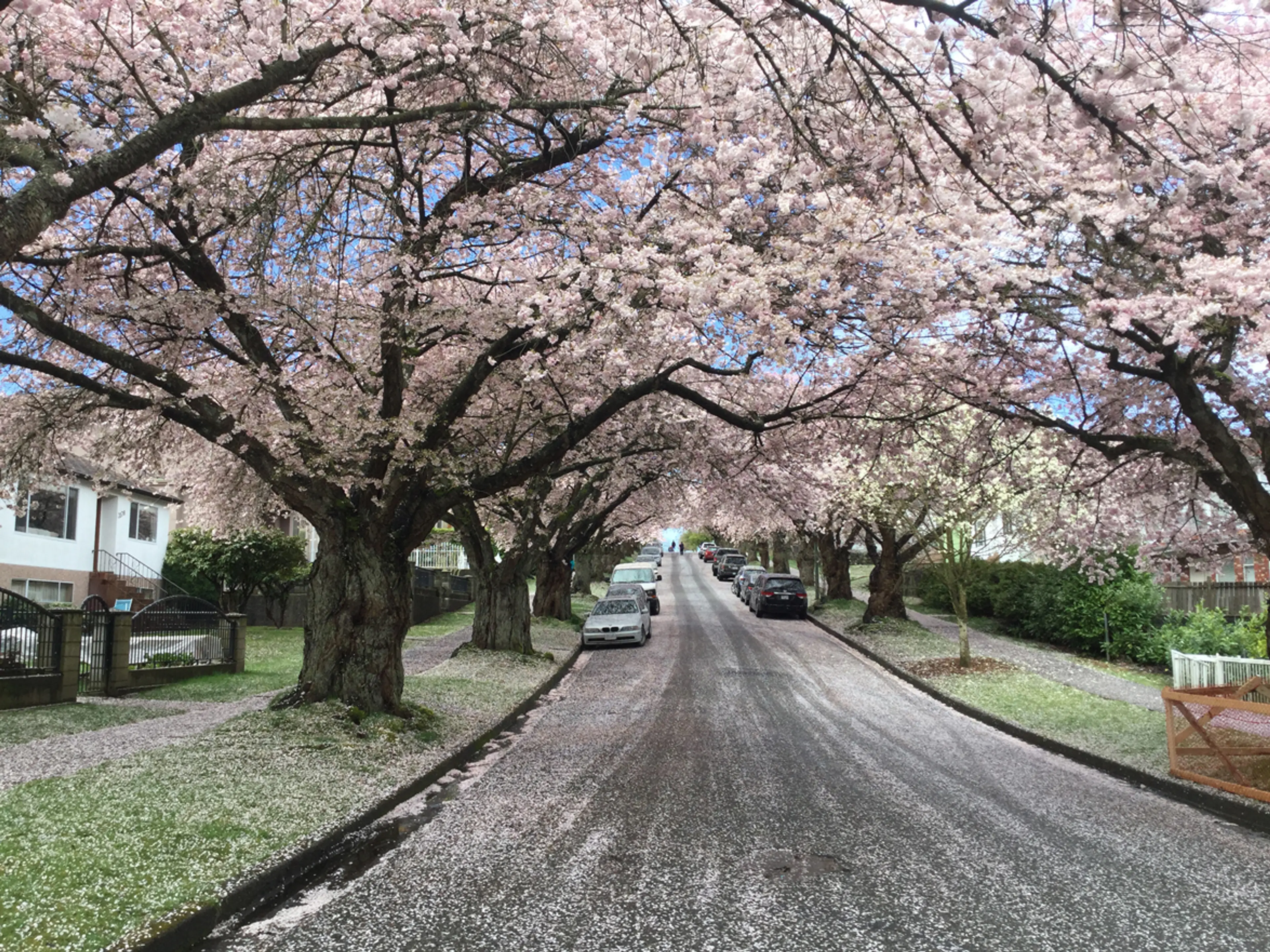Cherry blossom petals litter a Vancouver street