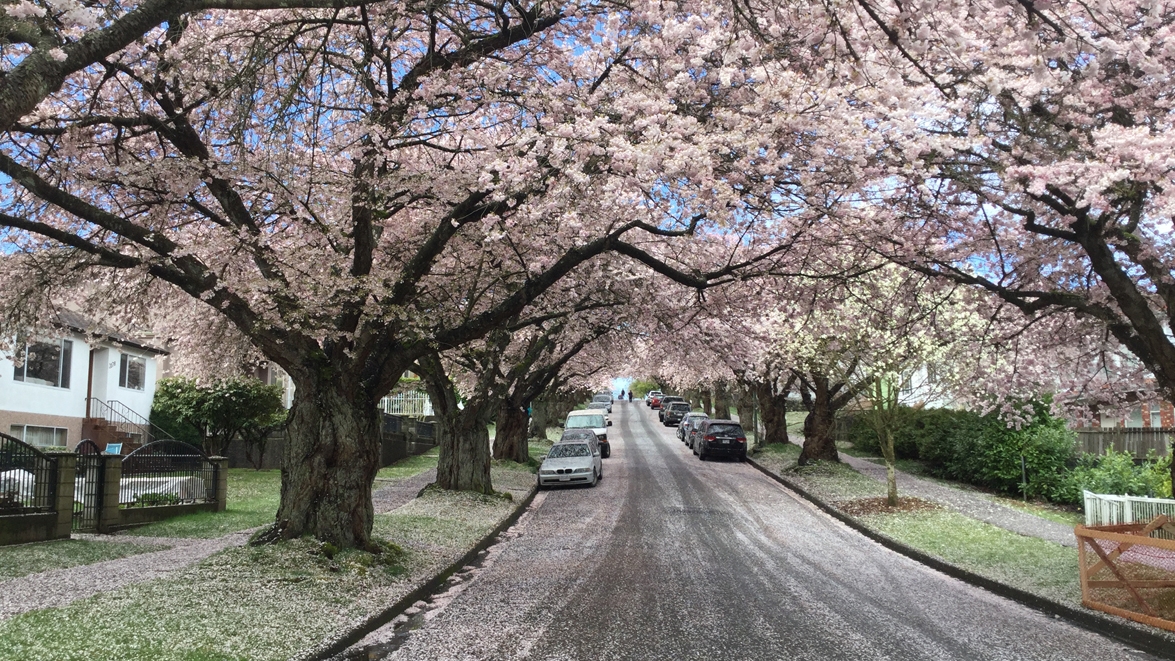 Cherry blossom petals litter a Vancouver street