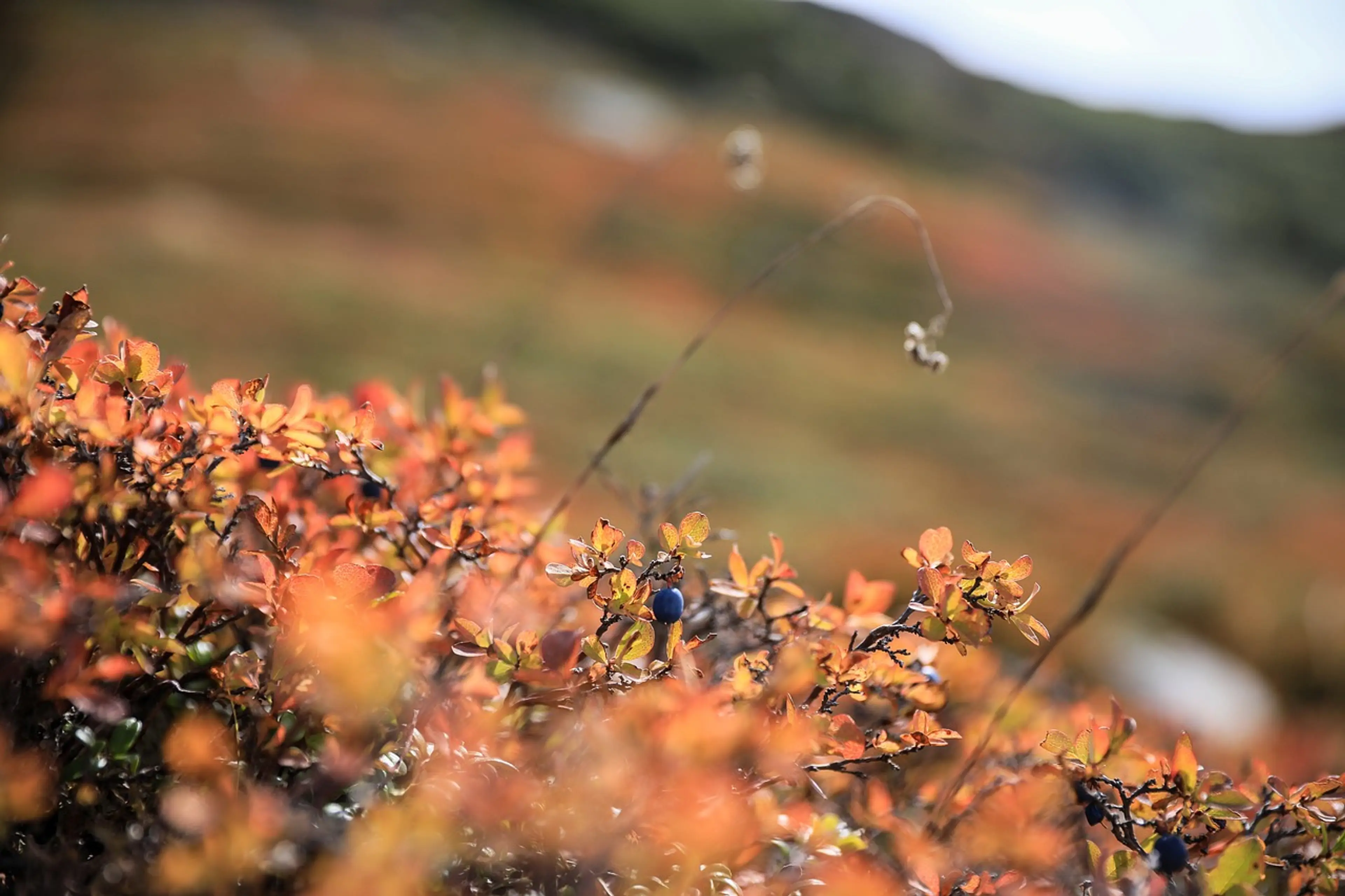 Alpine blueberry bushes changing colours. The best fall hikes near Vancouver.