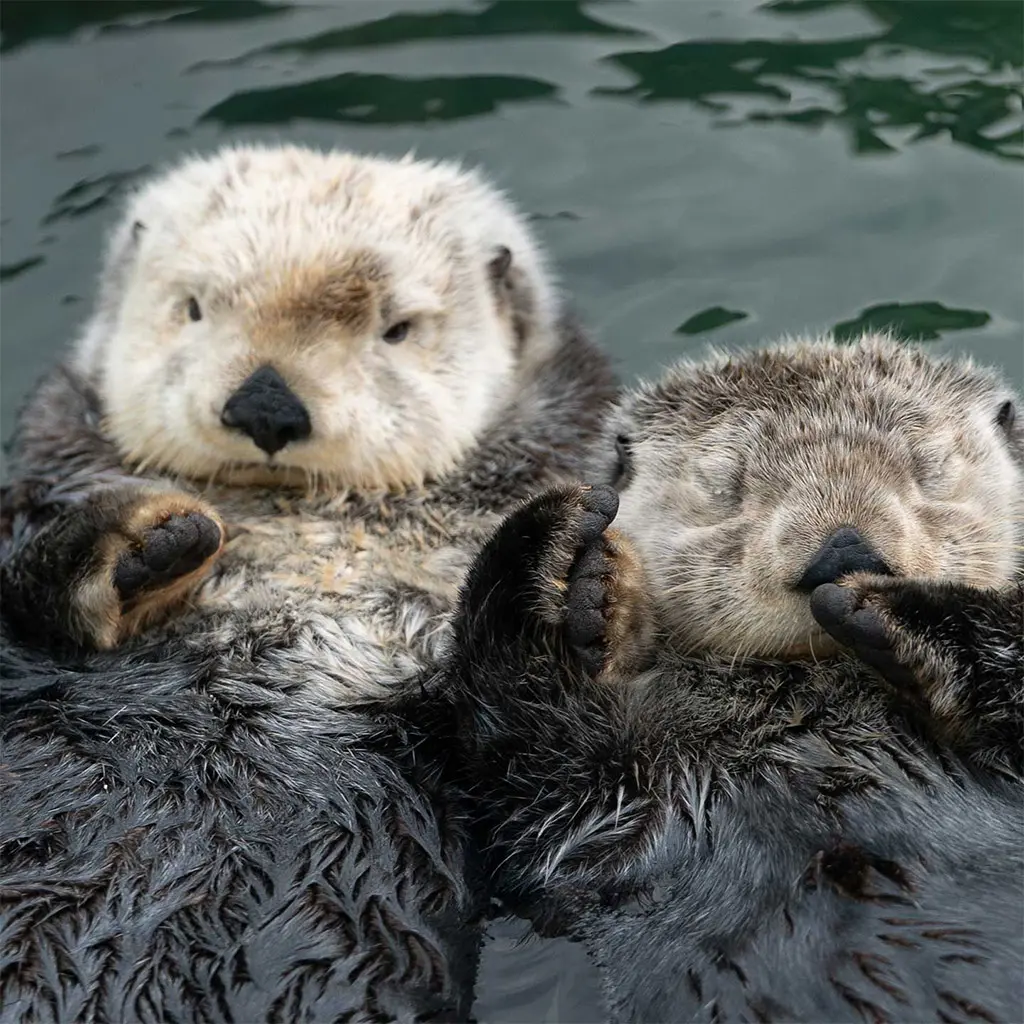 The Most Adorable Week of the Year: Sea Otter Awareness Week