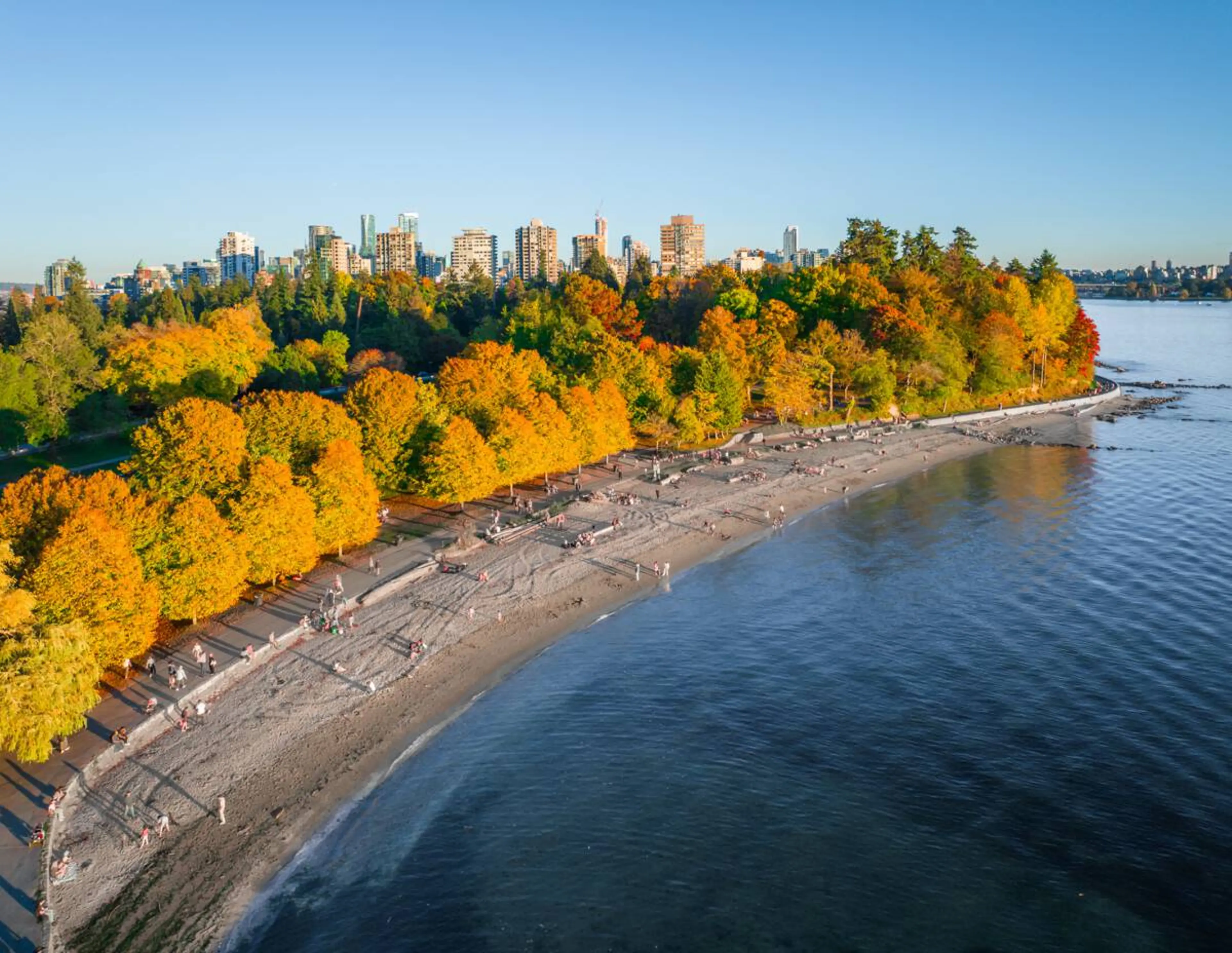 An aerial view of Second Beach in Stanley Park. The trees are gold and red with fall colours. 