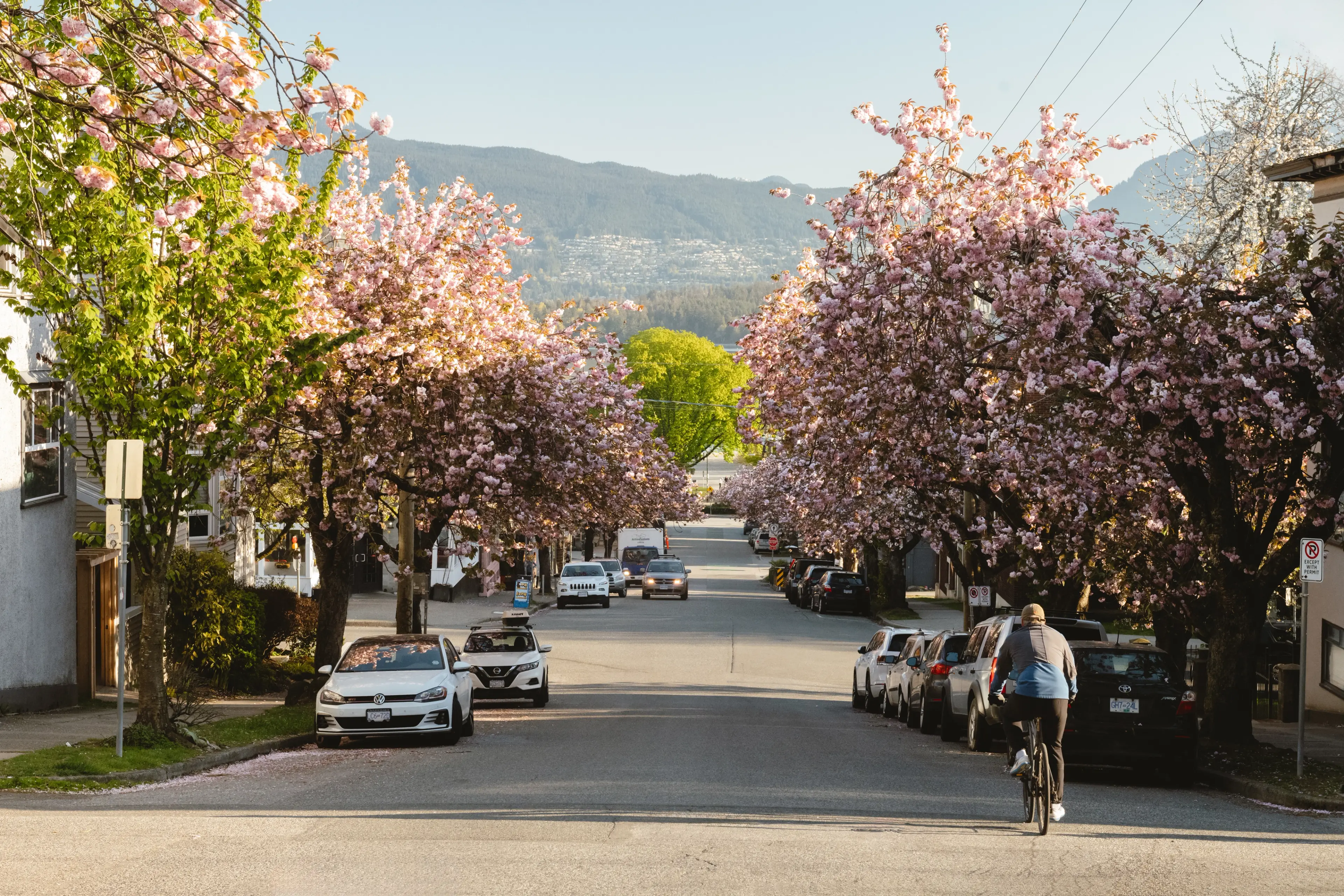 A Vancouver street lined with cherry blossoms