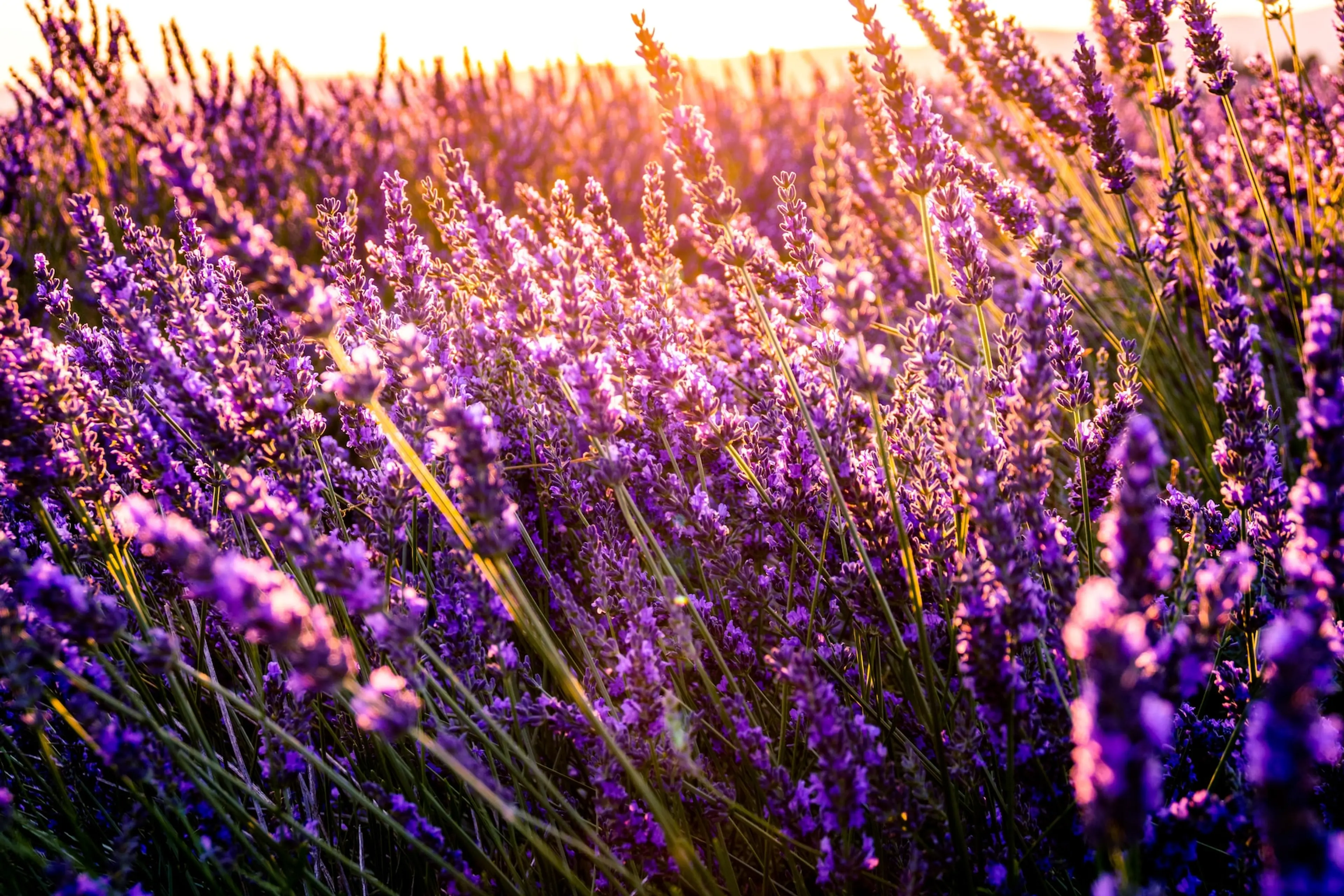 5 Dreamy Vancouver-Area Lavender Farms to Visit in Summer 2023