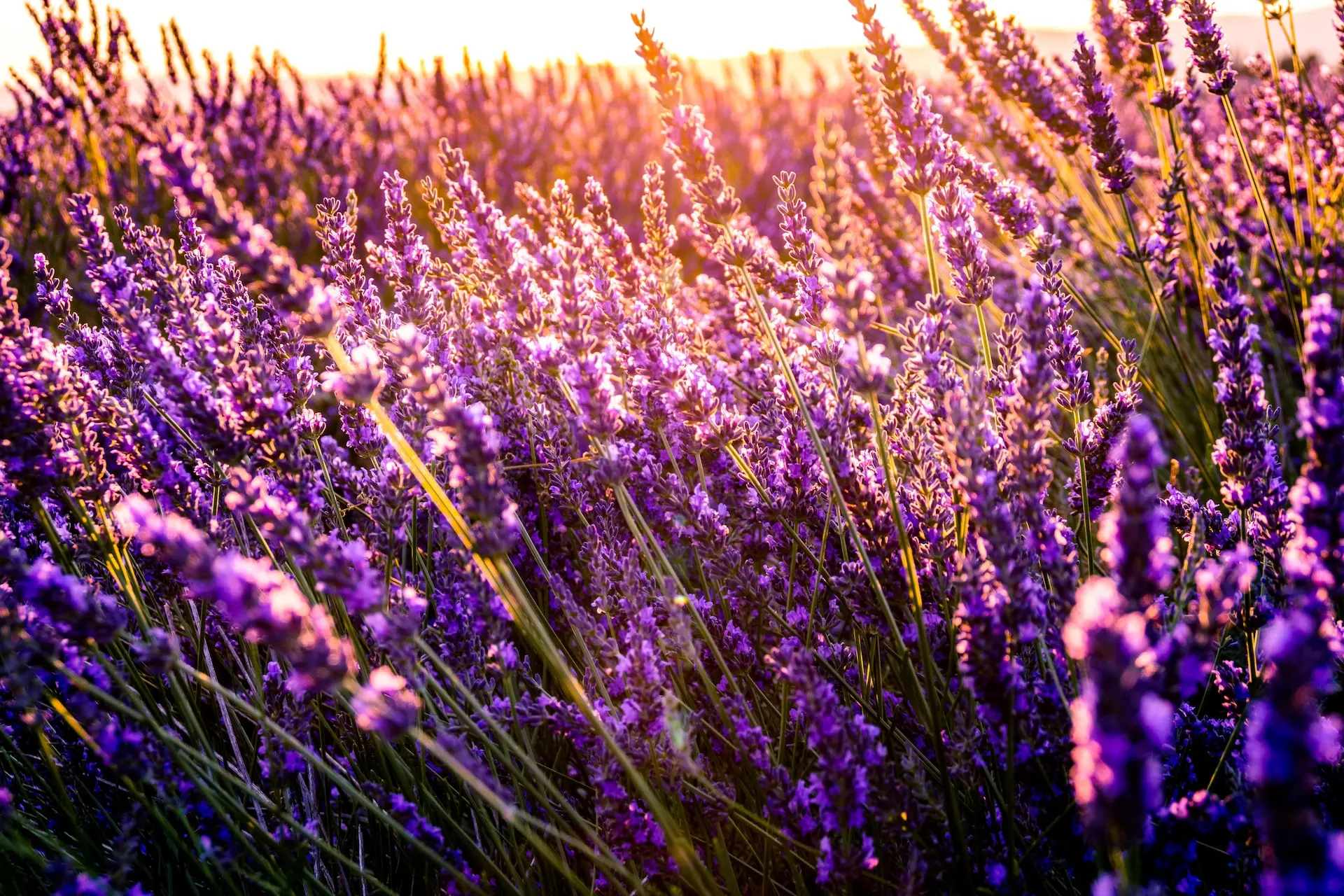5 Dreamy Vancouver-Area Lavender Farms to Visit in Summer 2023