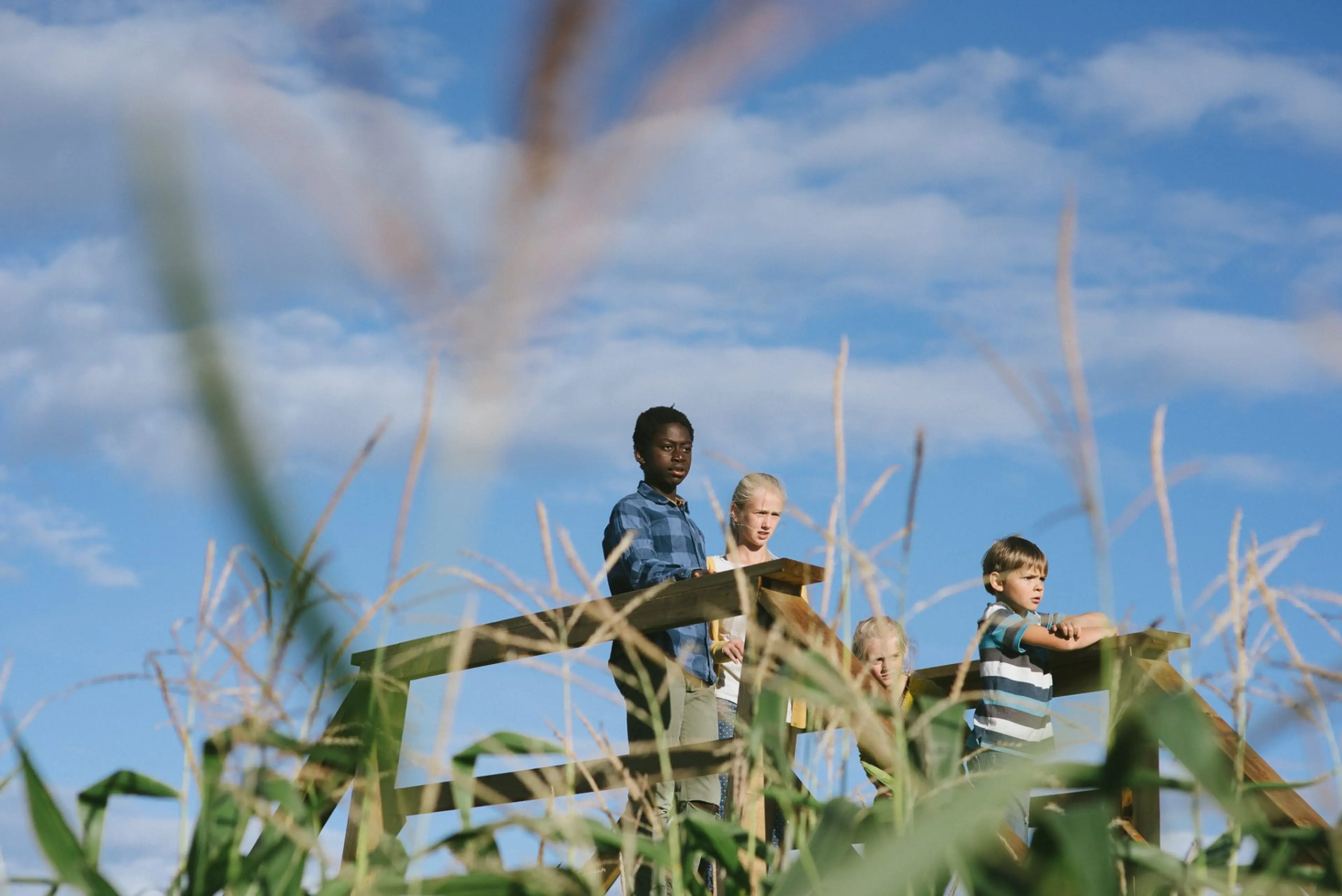 6 Corn Mazes Near Vancouver You Can Visit This Fall