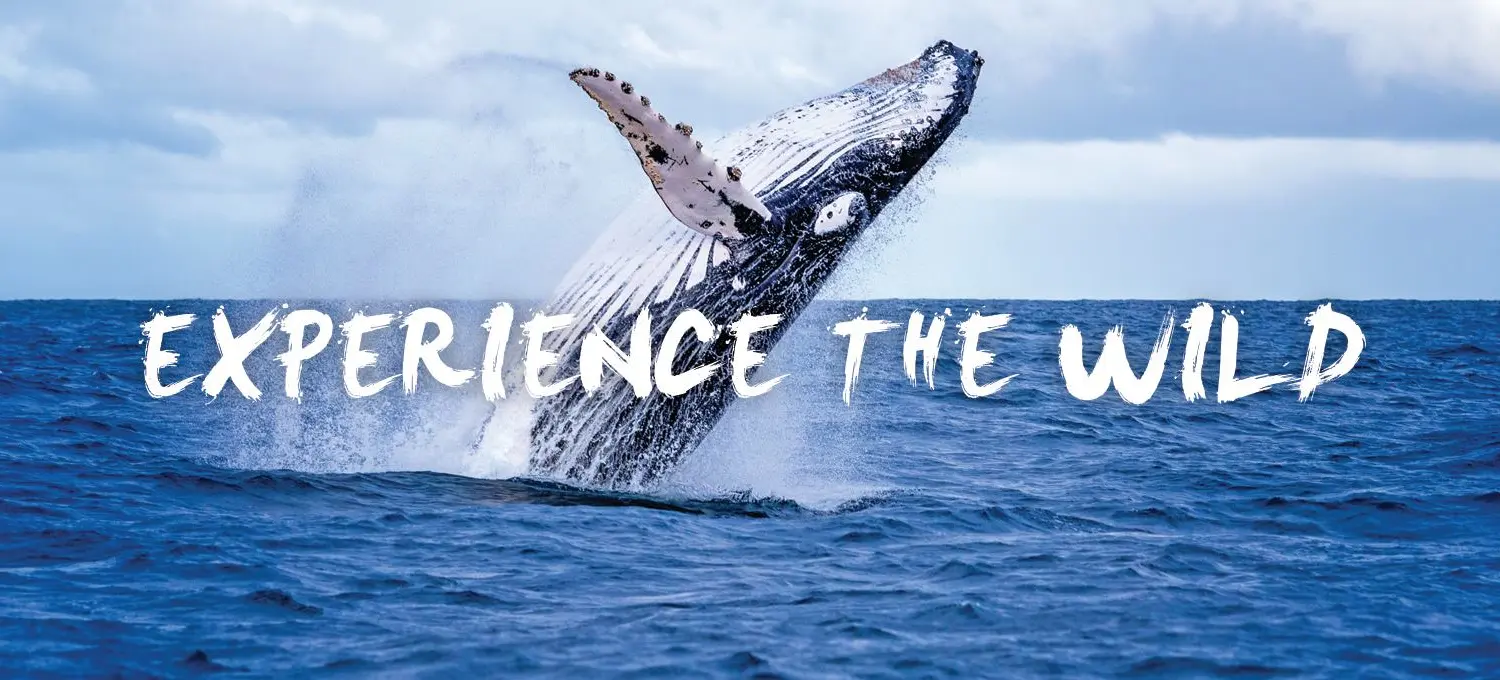 Whale Watching