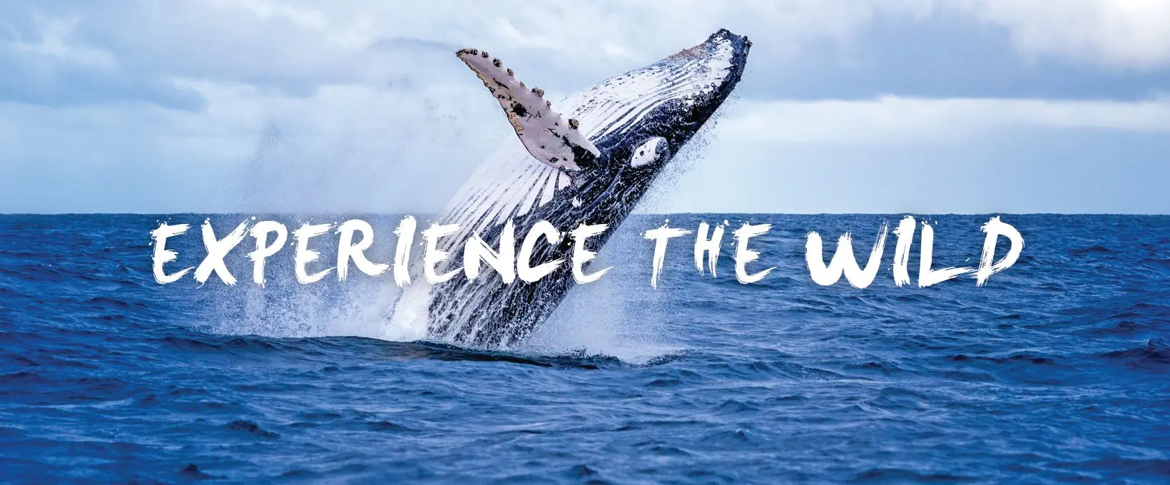 Whale Watching