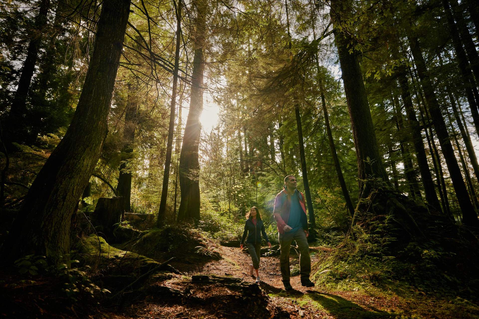 Two people hiking on a sunlit forest trail surrounded by tall trees and greenery.