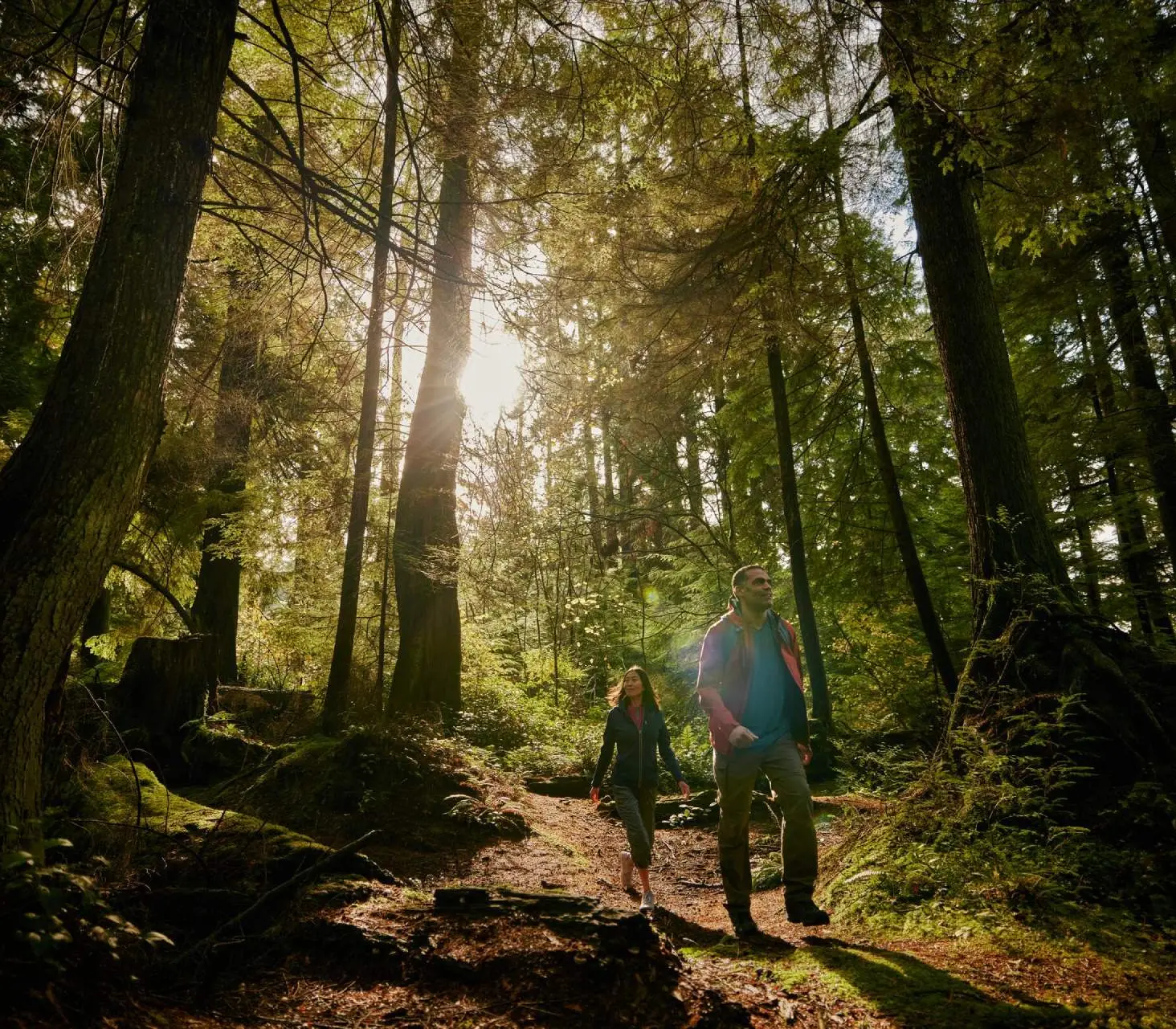 Two people hiking on a sunlit forest trail surrounded by tall trees and greenery.