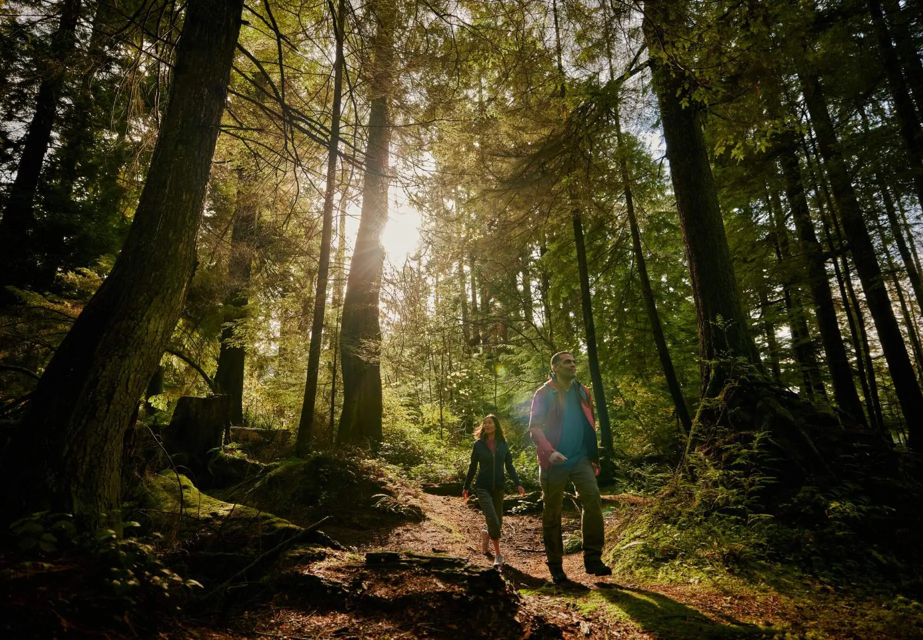 Two people hiking on a sunlit forest trail surrounded by tall trees and greenery.