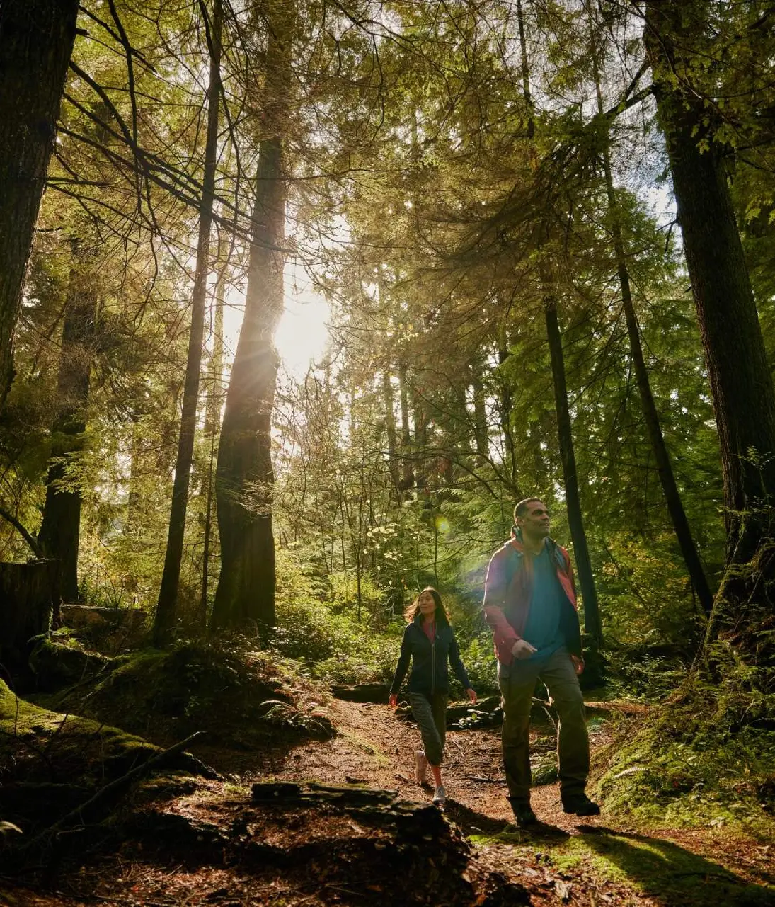 Two people hiking on a sunlit forest trail surrounded by tall trees and greenery.