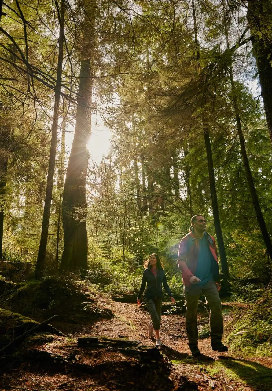 Two people hiking on a sunlit forest trail surrounded by tall trees and greenery.