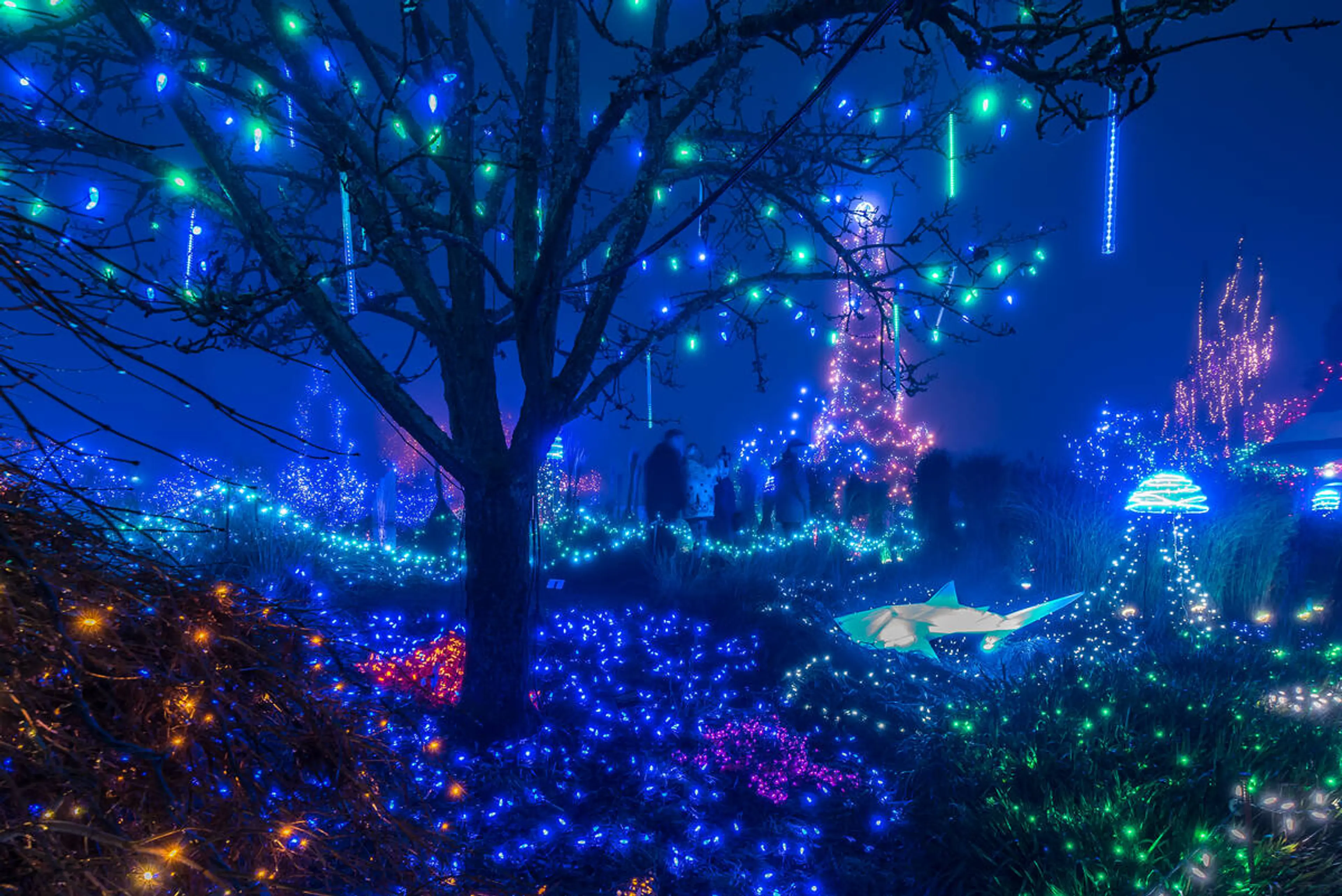 A night shot of plants and trees at VanDusen Botanical Garden draped in colourful holiday lights.