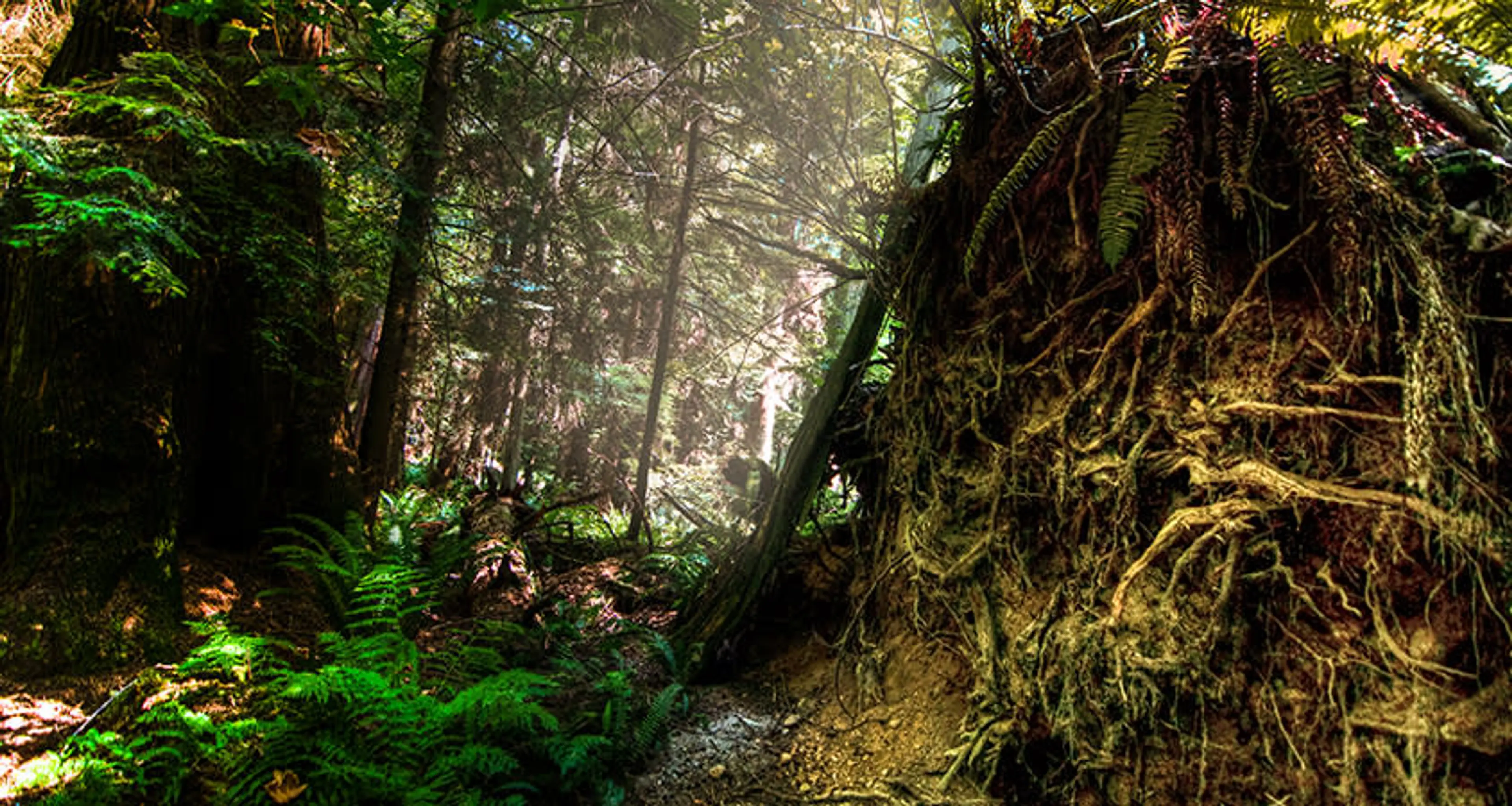 Stanley Park Forest
