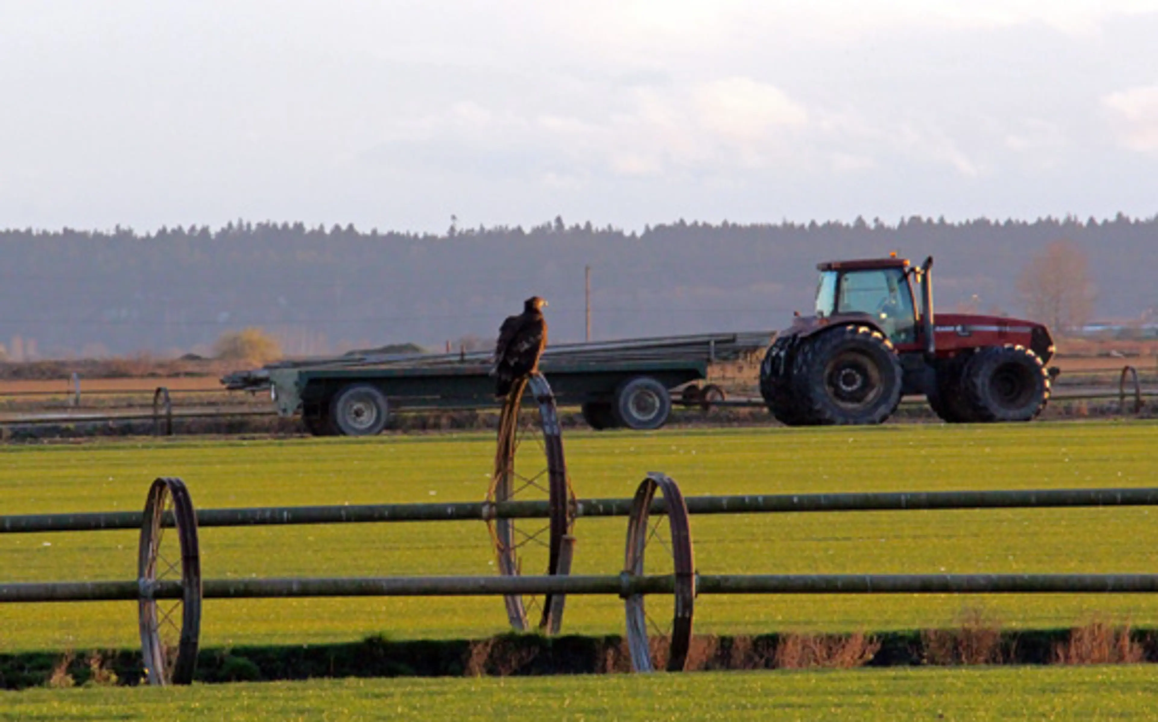 Discover-Outdoors-Vancouver-Eagles3