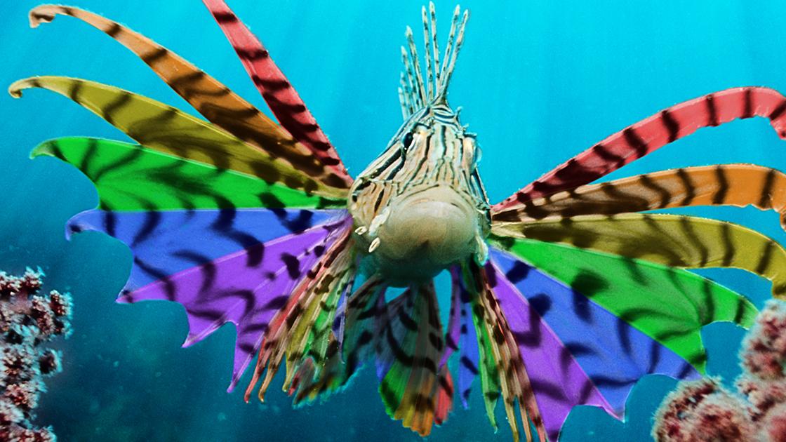 You Better Work, Fish! Celebrate Pride at Vancouver Aquarium’s After Hours