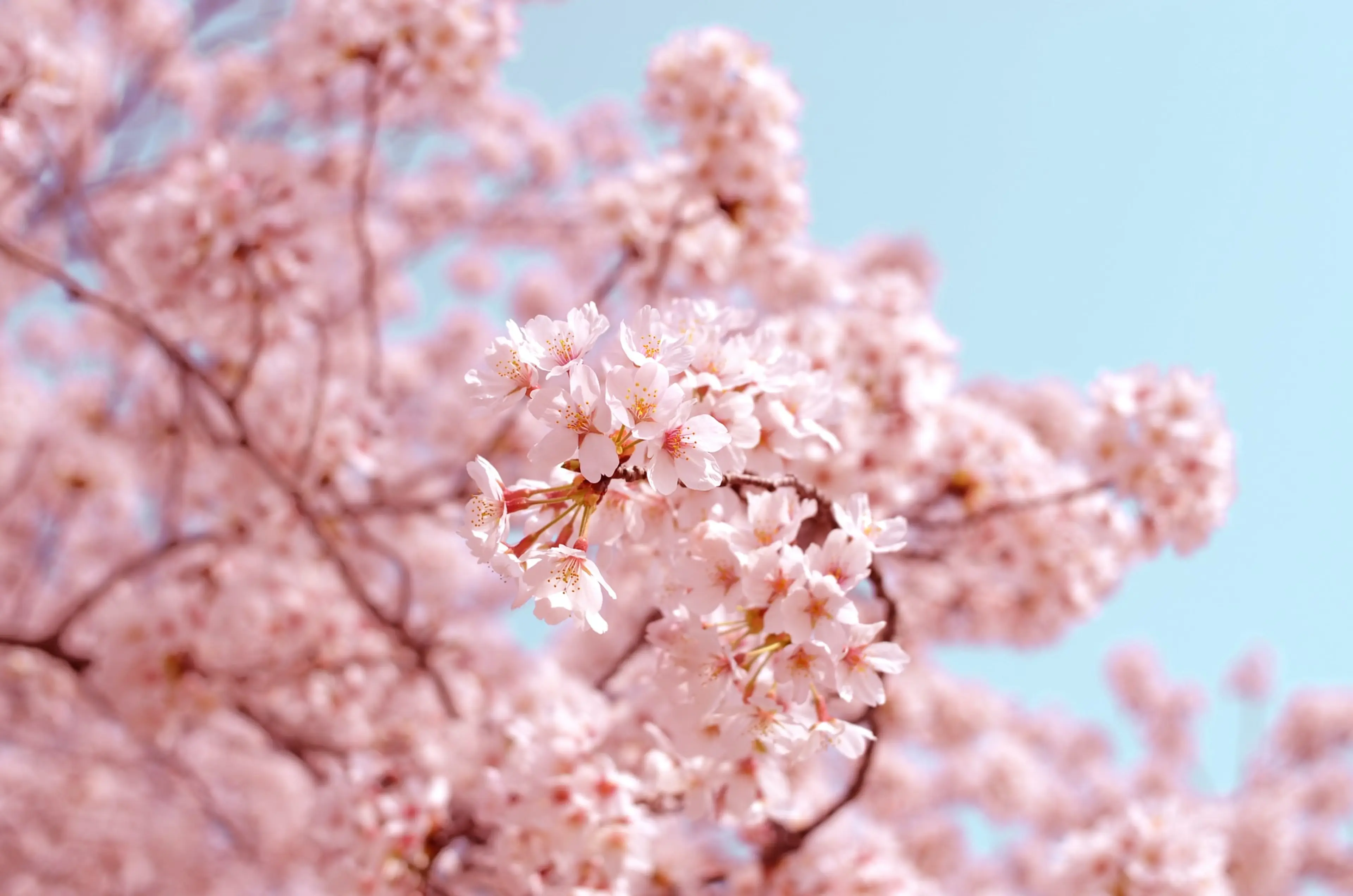 Close up of cherry blossoms
