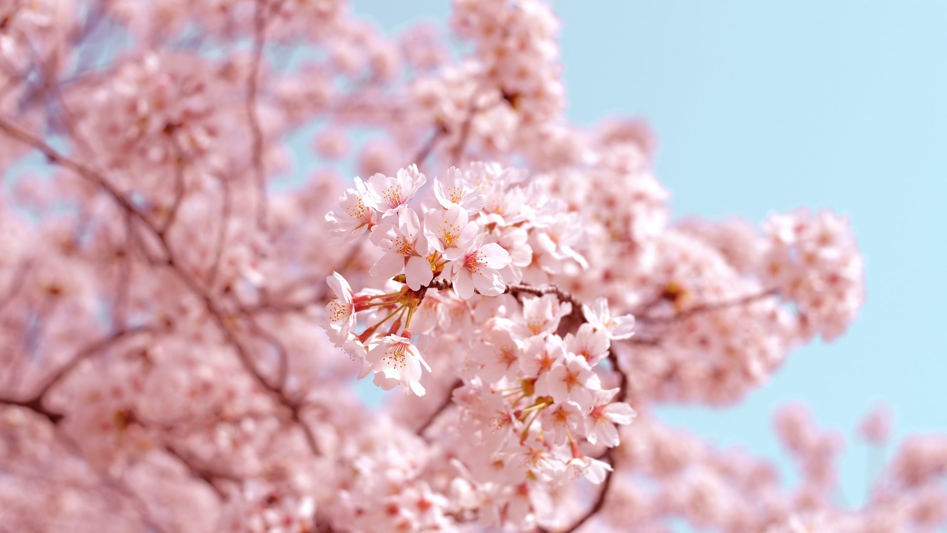 Close up of cherry blossoms
