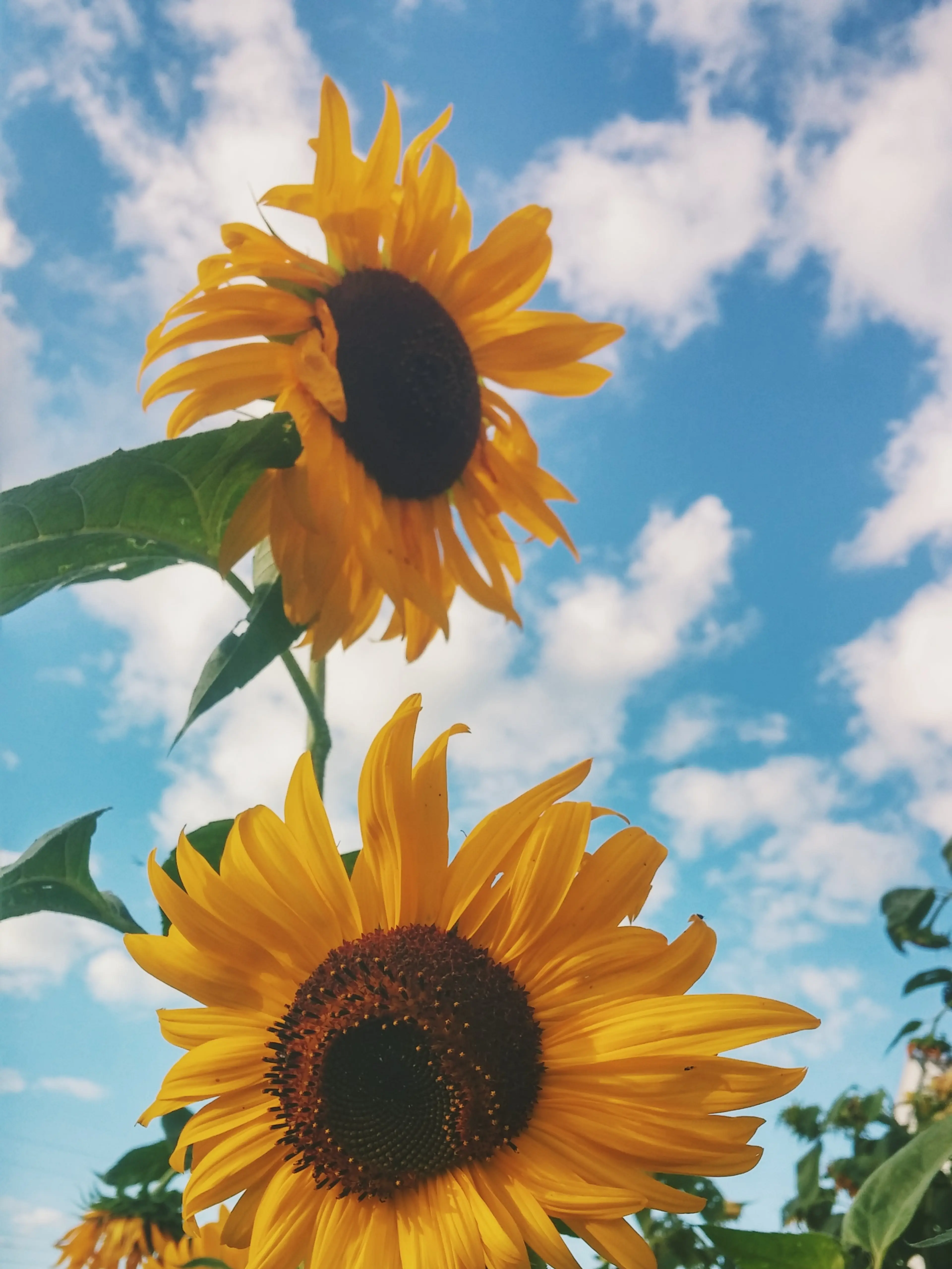 Sunflowers against blue sky
