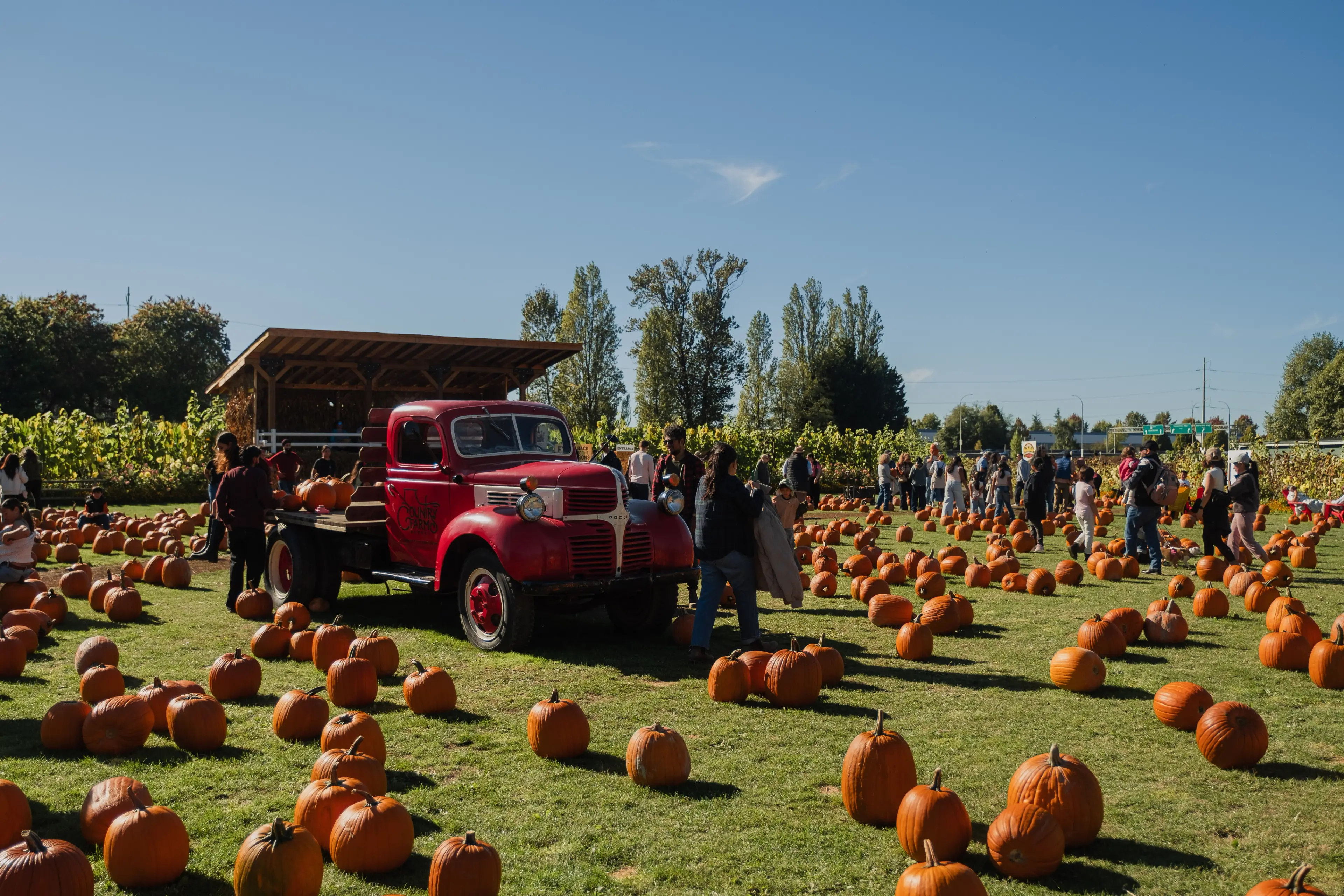 People walking among numerous pumpkins on grass near a red vintage truck with a wooden canopy under a clear blue sky.