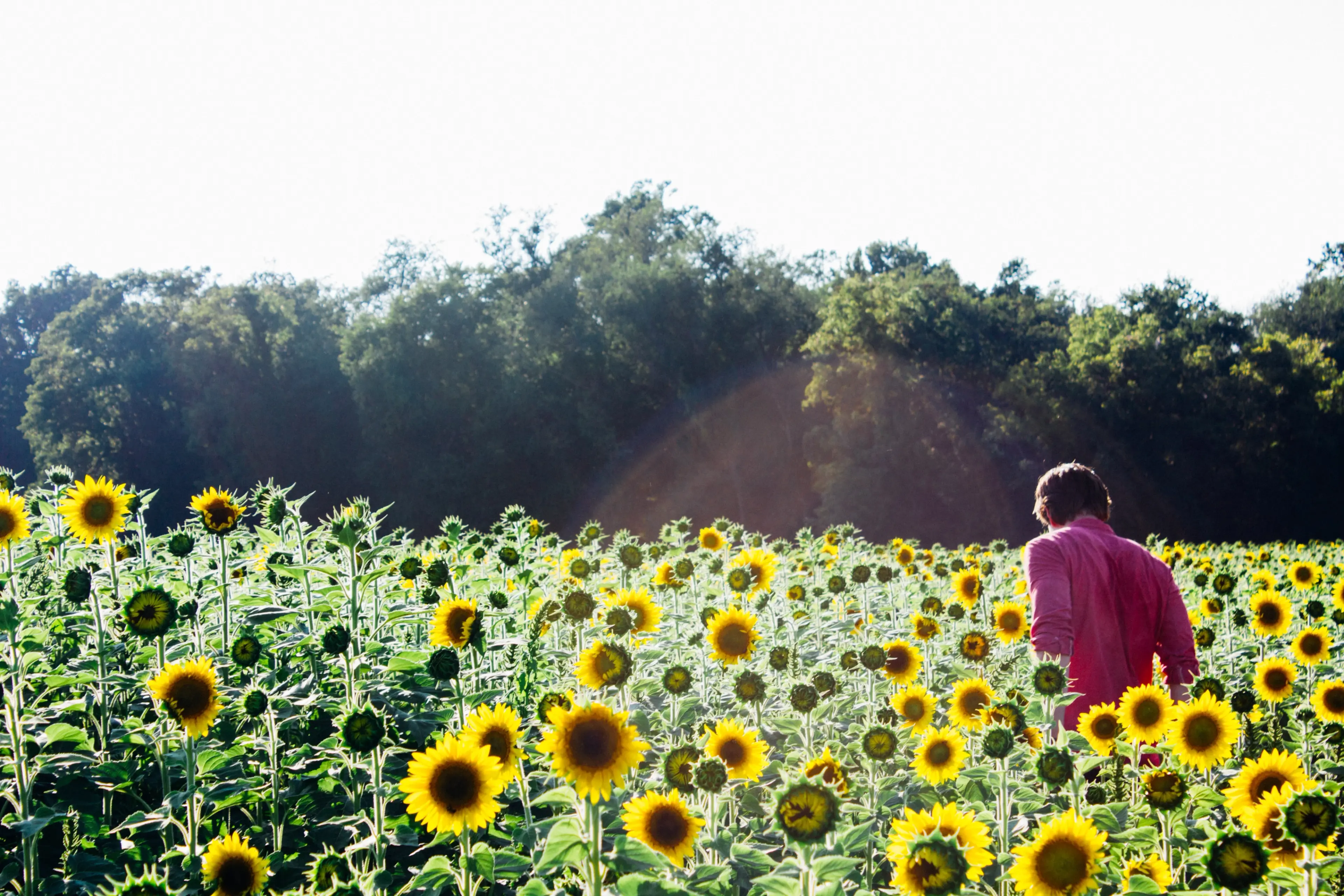 Don’t miss this! Two amazing sunflower festivals in the Lower Mainland on until September 15