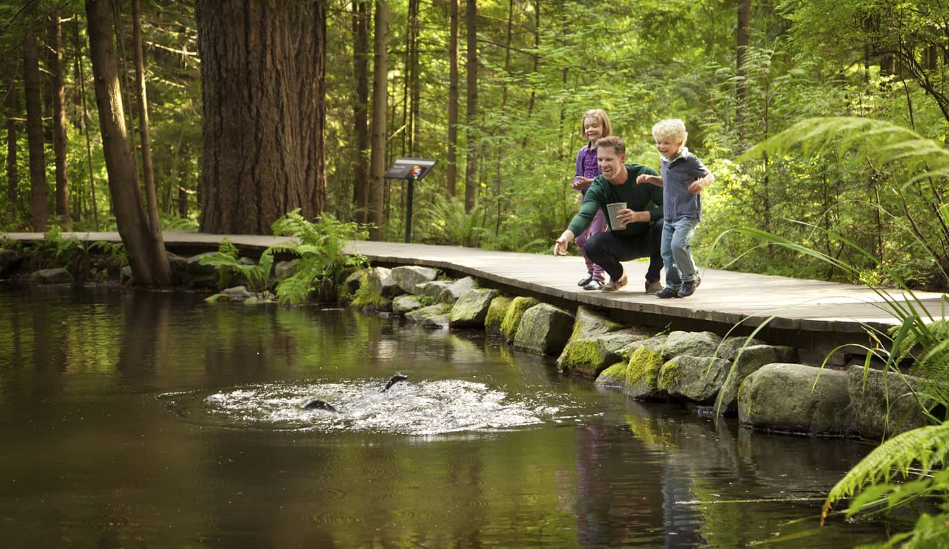 Three people on a wooden path by a pond in a forest, one crouching and holding a tablet, two standing and watching splashes in the water.