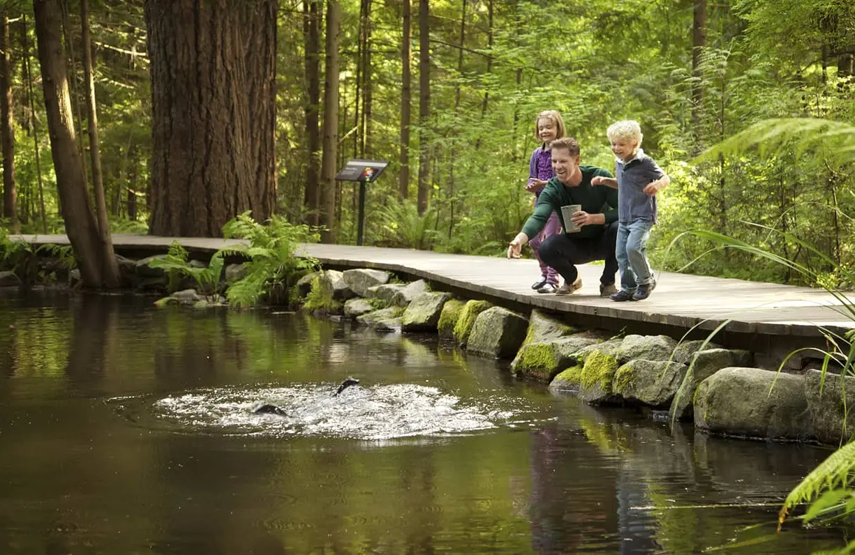 Three people on a wooden path by a pond in a forest, one crouching and holding a tablet, two standing and watching splashes in the water.