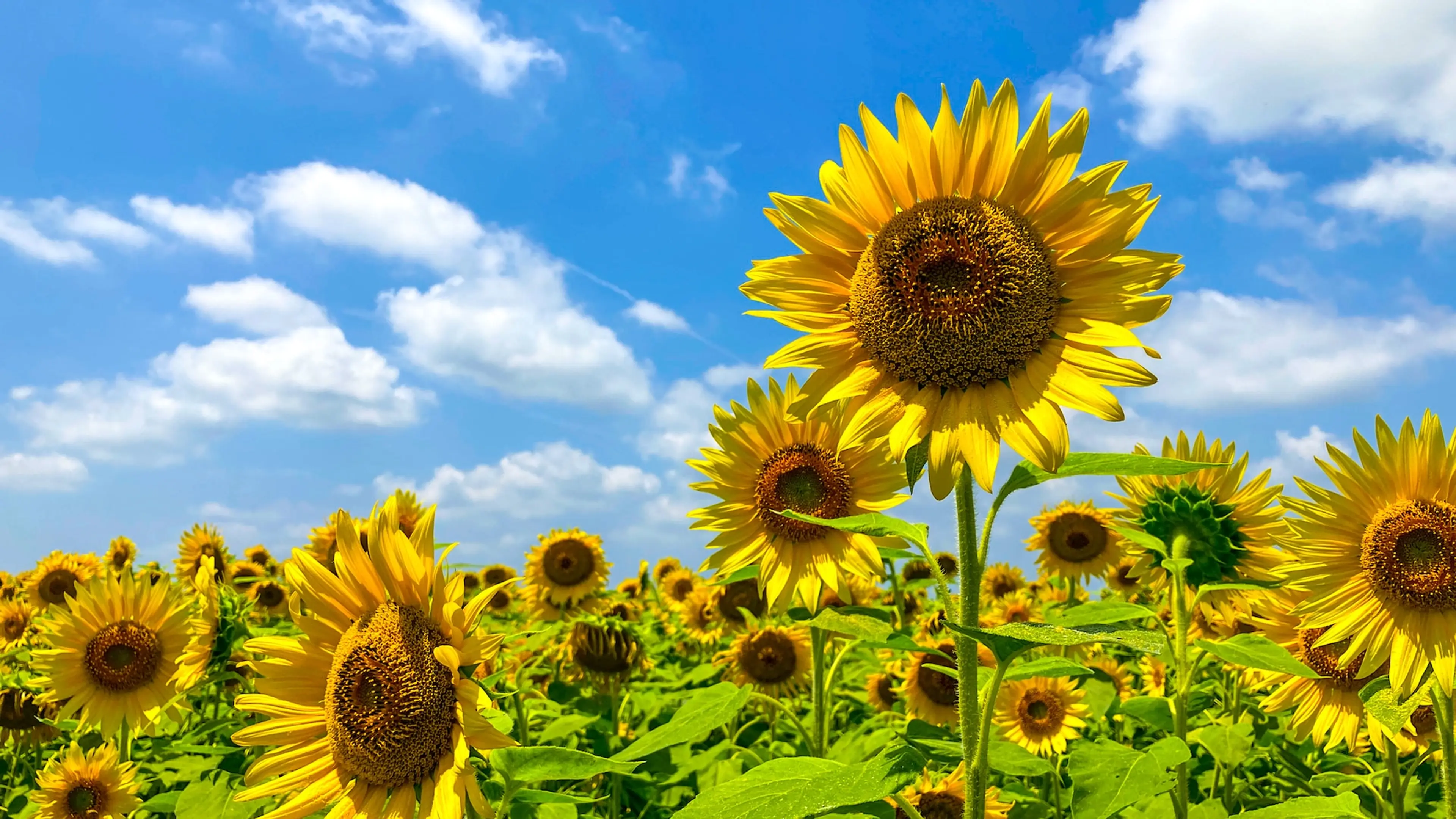 Sunflowers