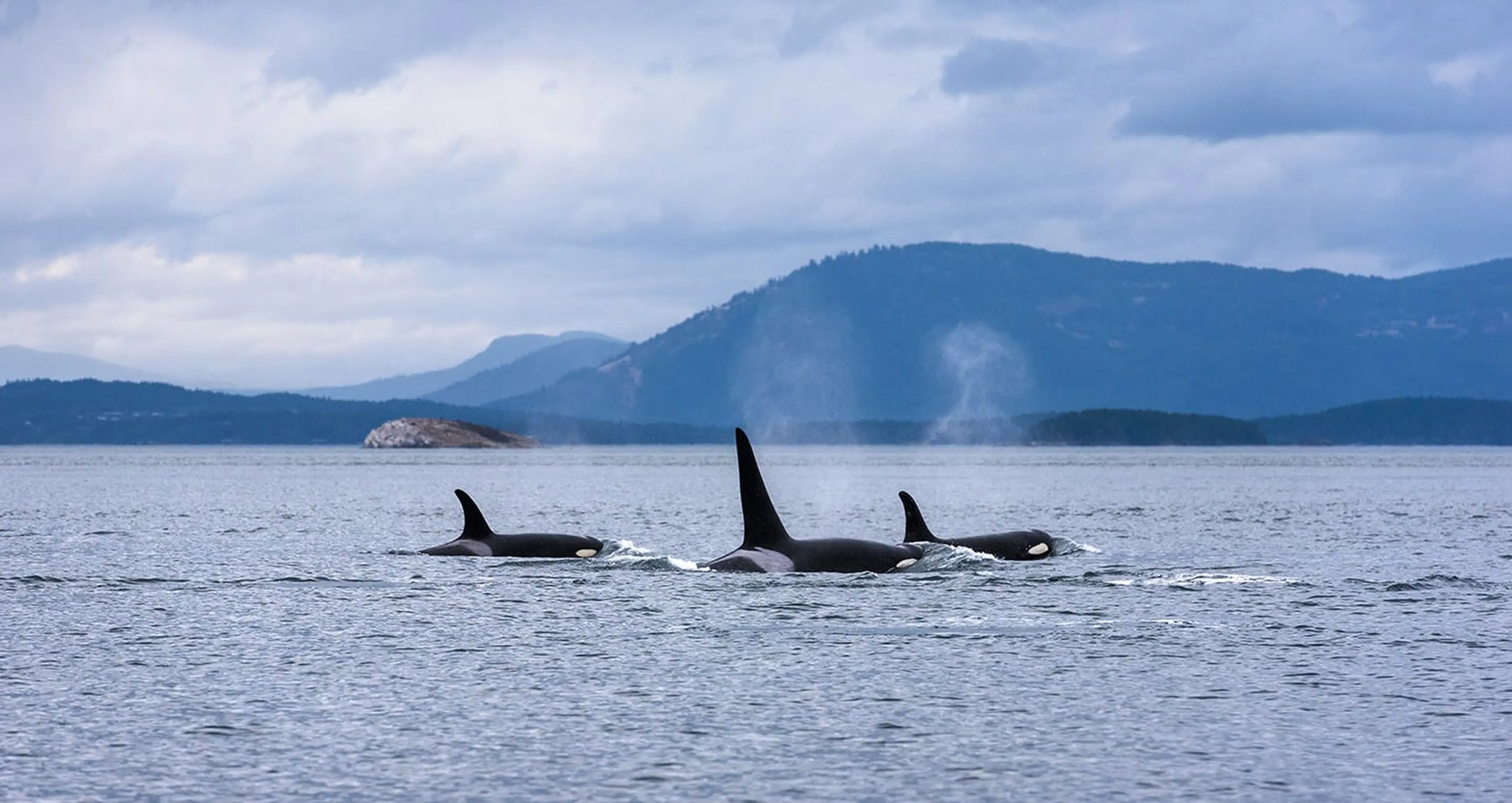 Whale Watching in Victoria