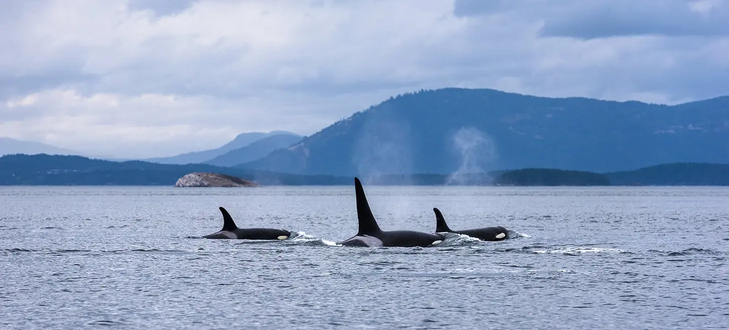 Whale Watching in Victoria