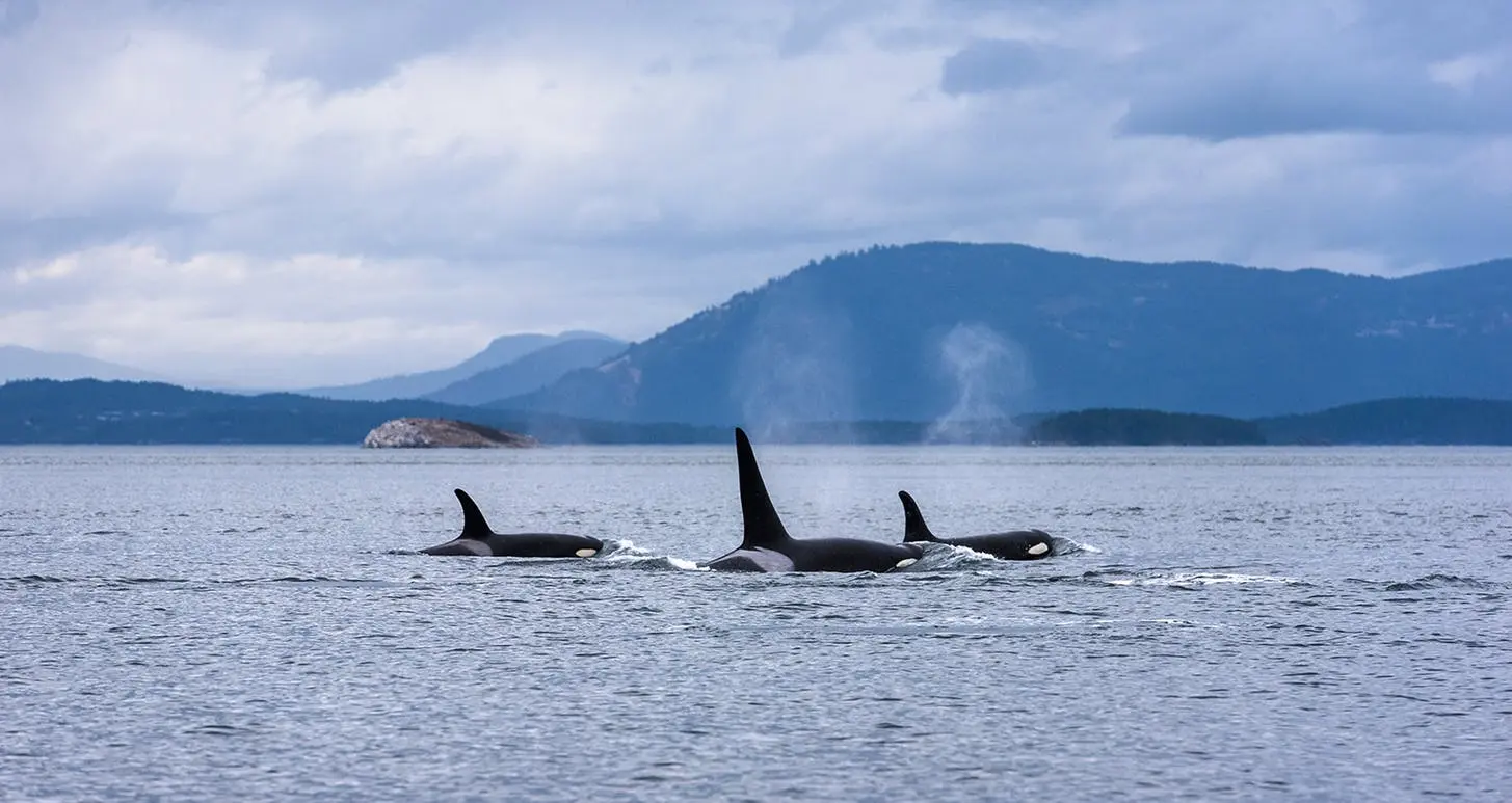 Whale Watching in Victoria