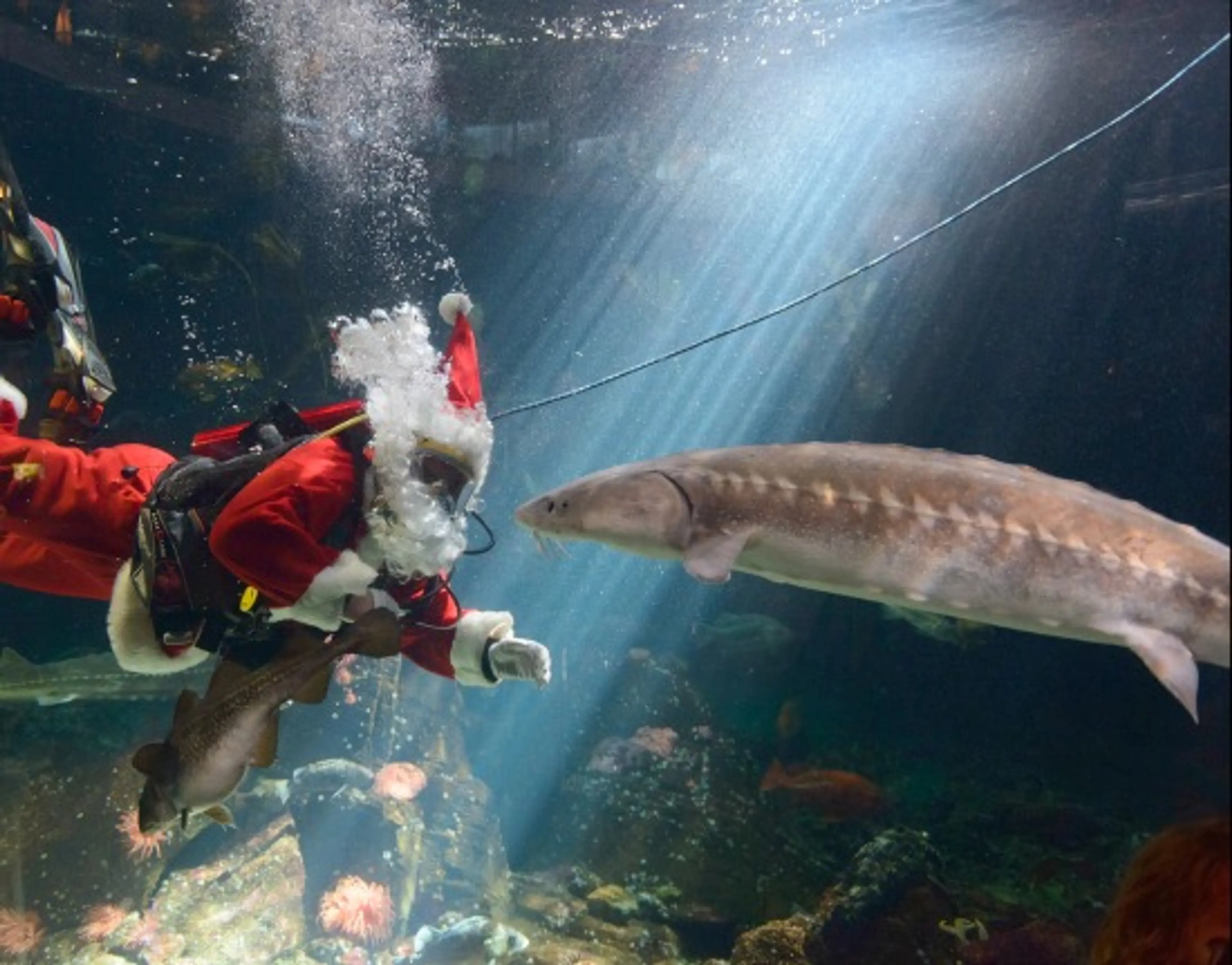 Kids In Vancouver: Dive Into The Holidays With Scuba Claus