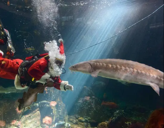 Kids In Vancouver: Dive Into The Holidays With Scuba Claus