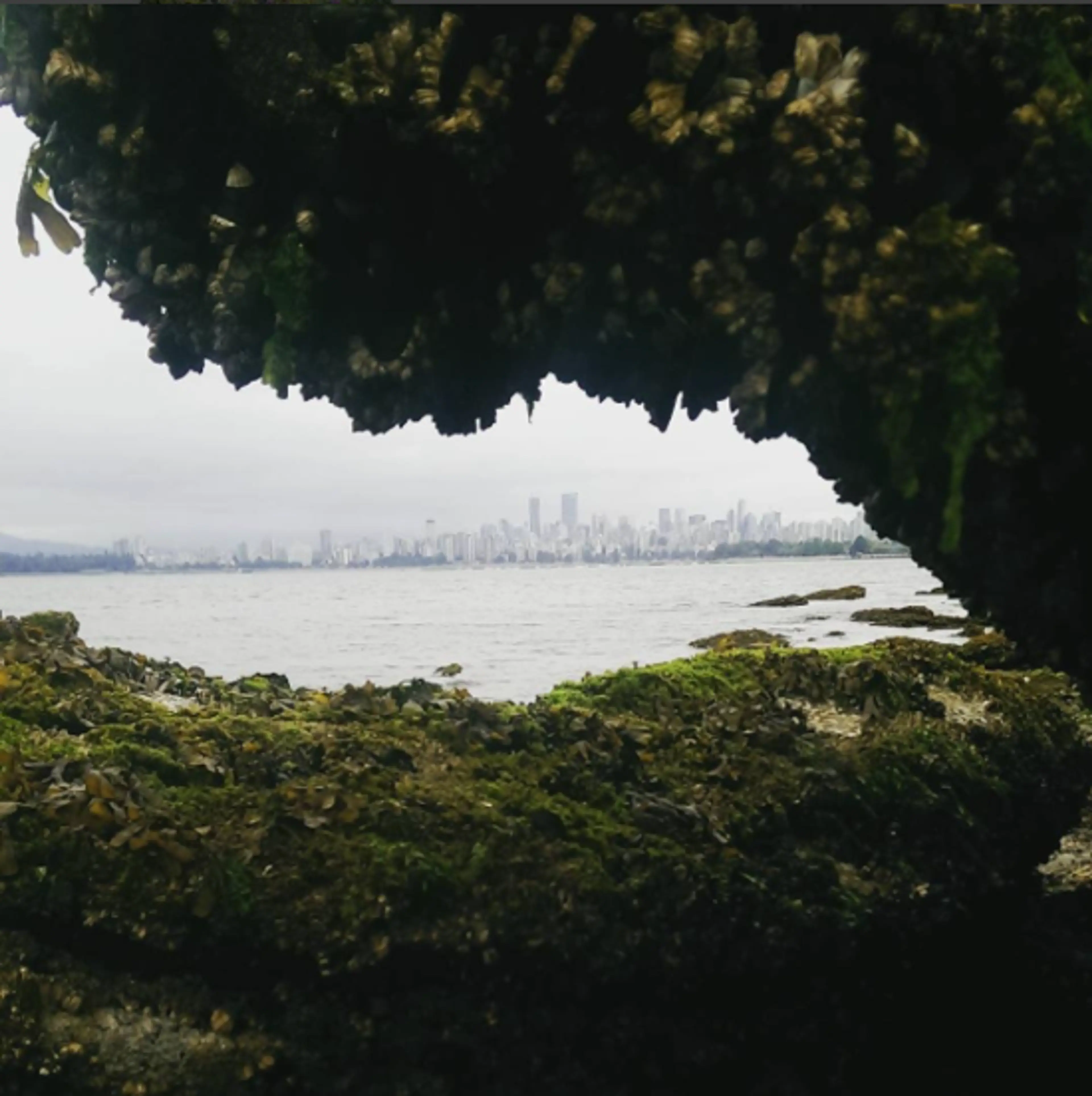 Urban Foraging: Herb Walks and Medicine Talks in Vancouver