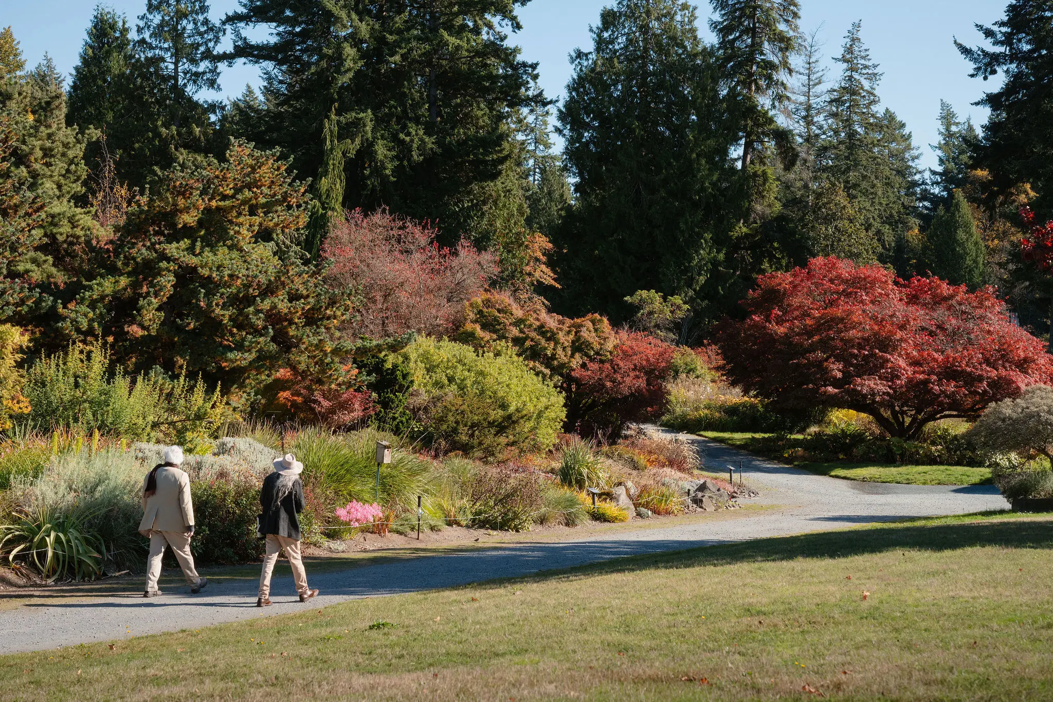 Two people walking on a path in a park with green and red trees and shrubs under a clear blue sky.