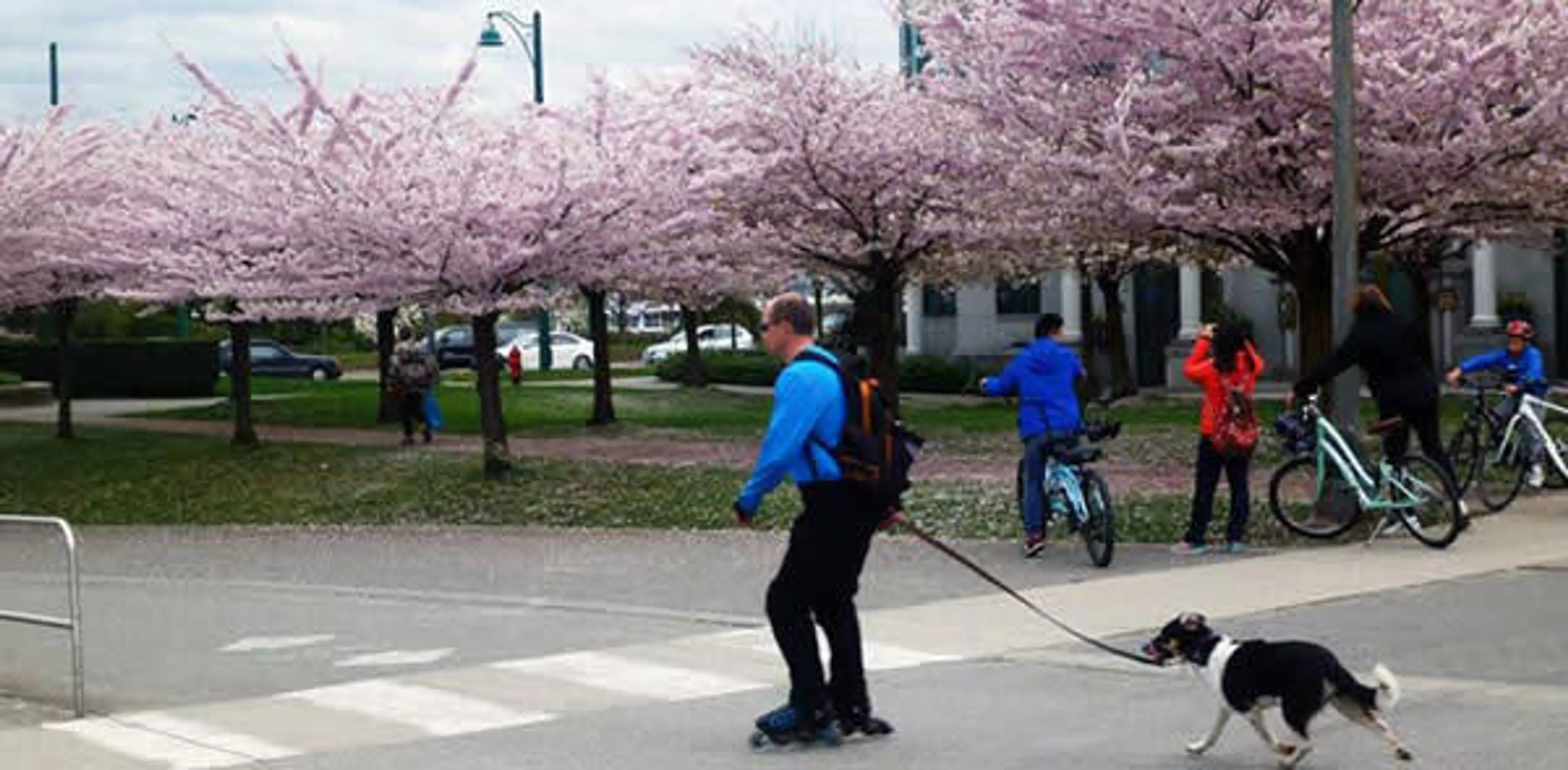 Cherry Blossoms - Seawall