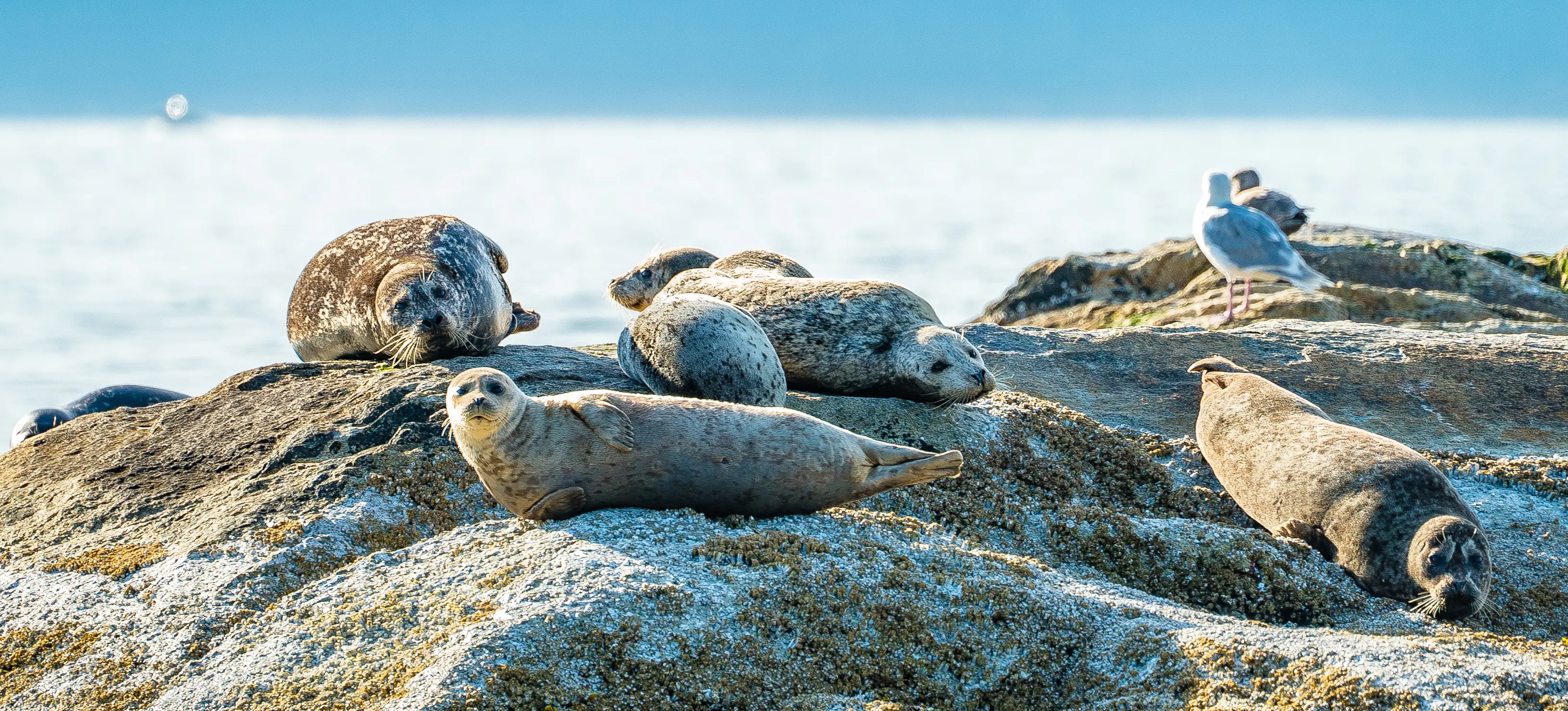 Seal Island
