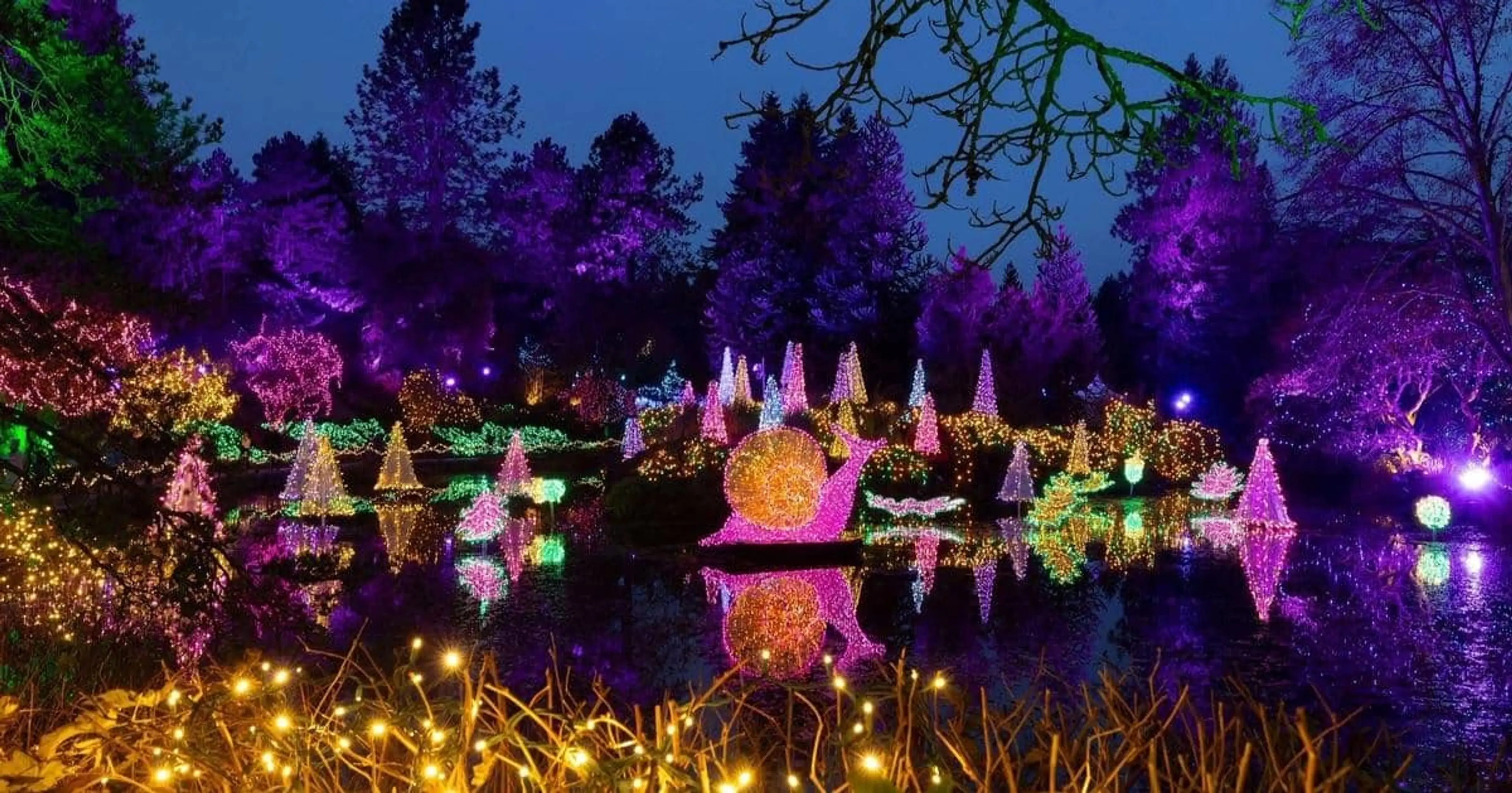 A garden is lit up at night with colourful purple, green, pink, and orange lights. 