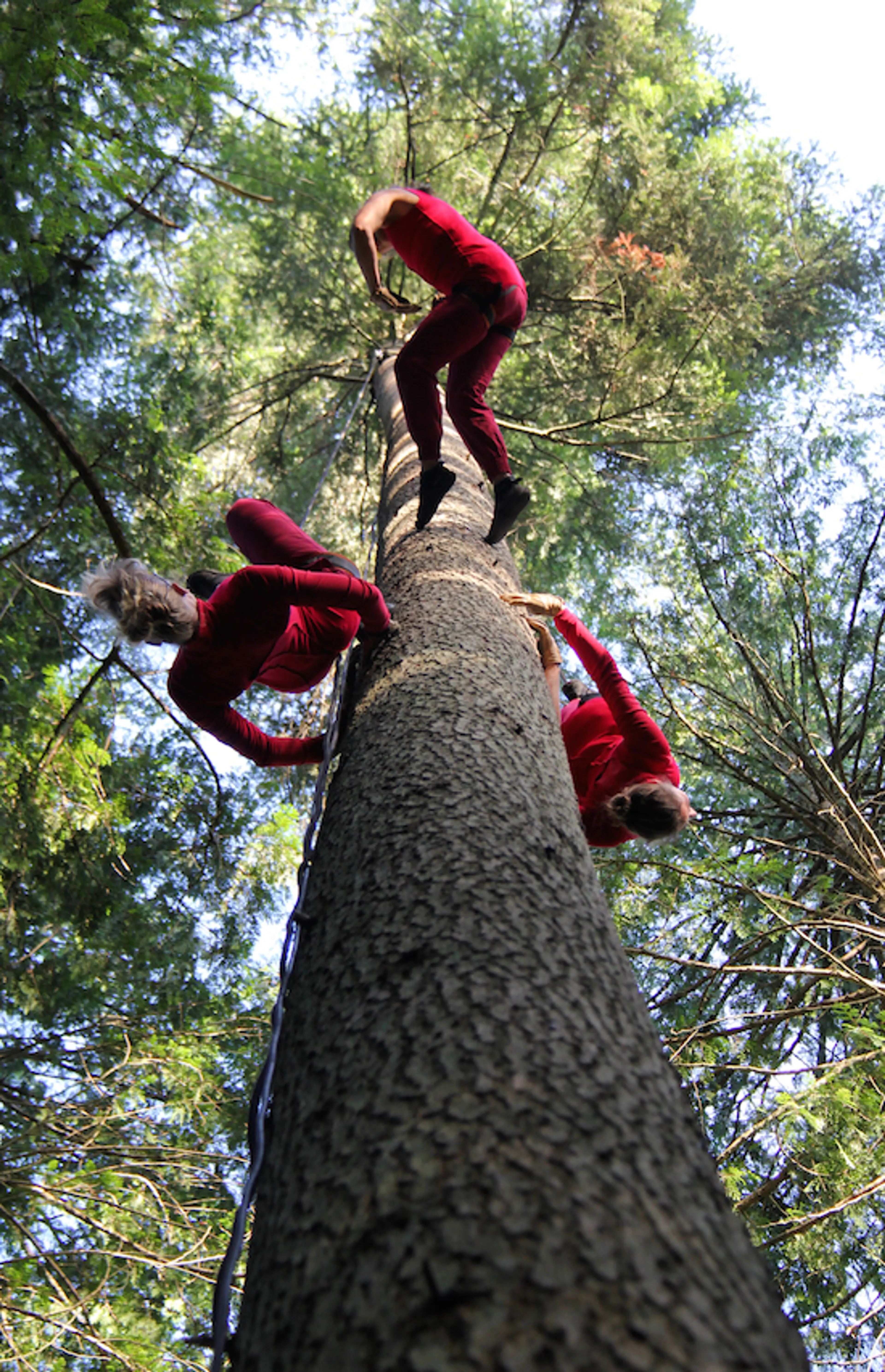 Aeriosa_GrandFirs2-9 cred Elisabeth Astwood 2