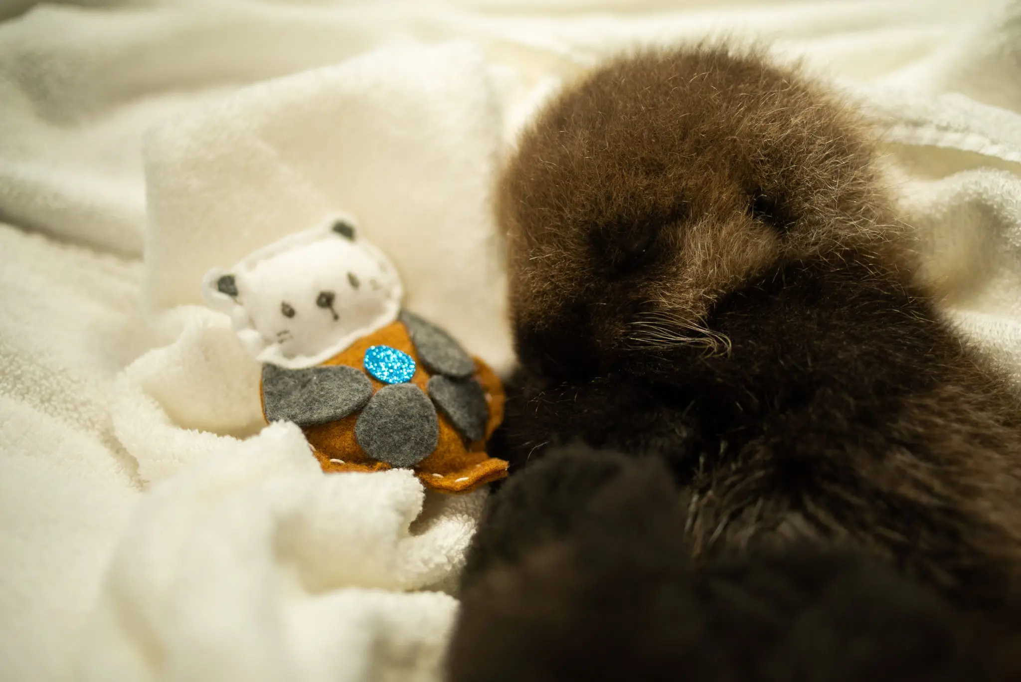 Orphaned Sea Otter Pup Rescued by Ocean Wise is Named!