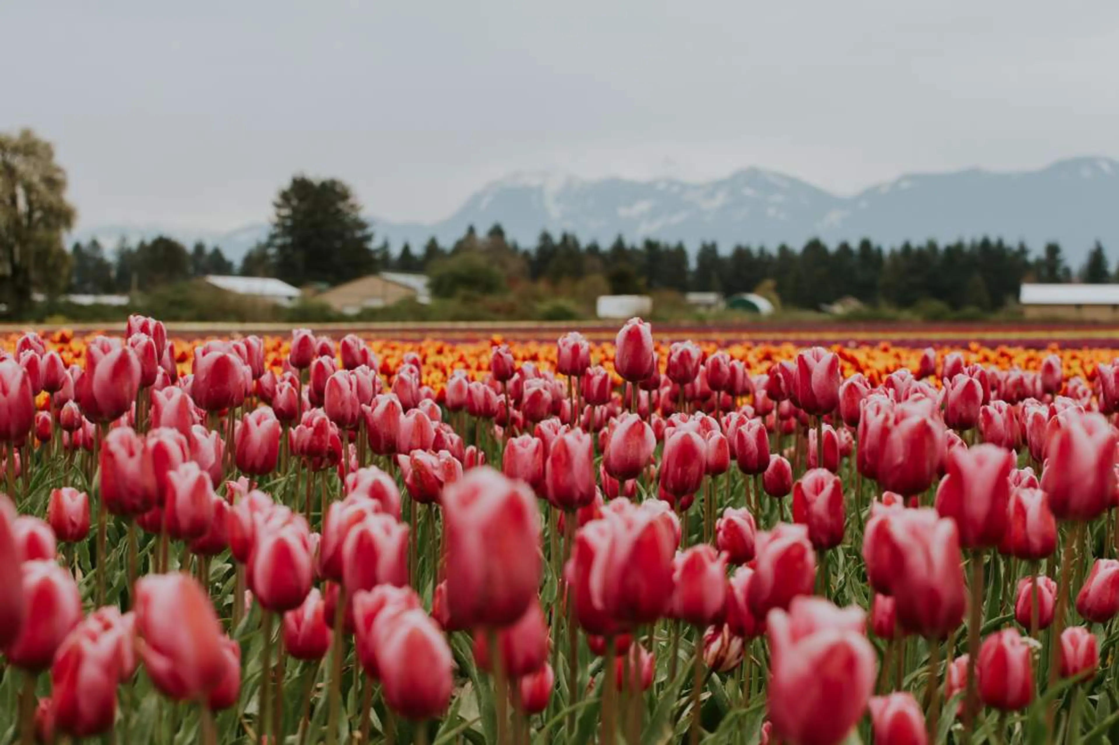 Everything You Need to Know About the 2022 Chilliwack Tulip Festival