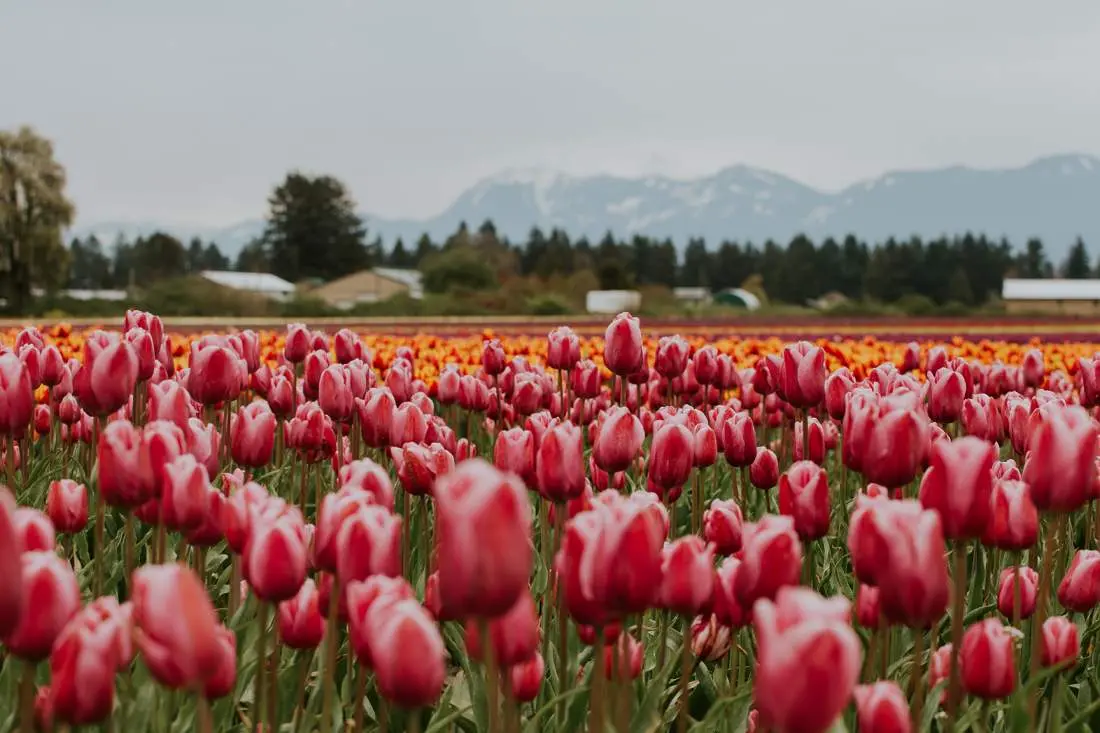 Everything You Need to Know About the 2022 Chilliwack Tulip Festival