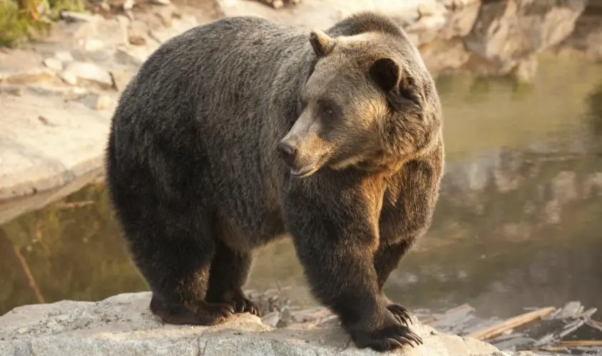 Bears