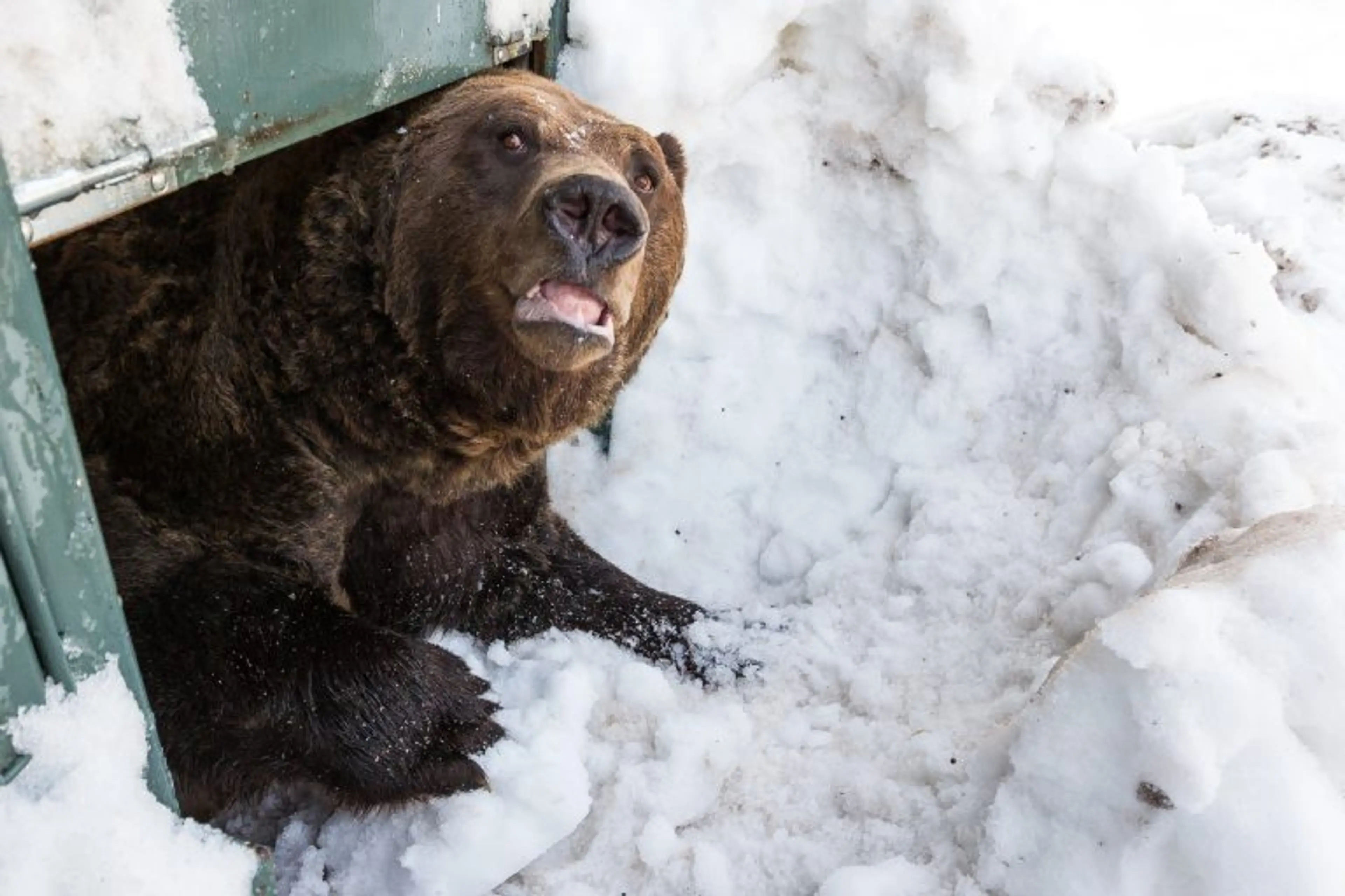 Grouse Mountain Grizzlies Awake from Hibernation