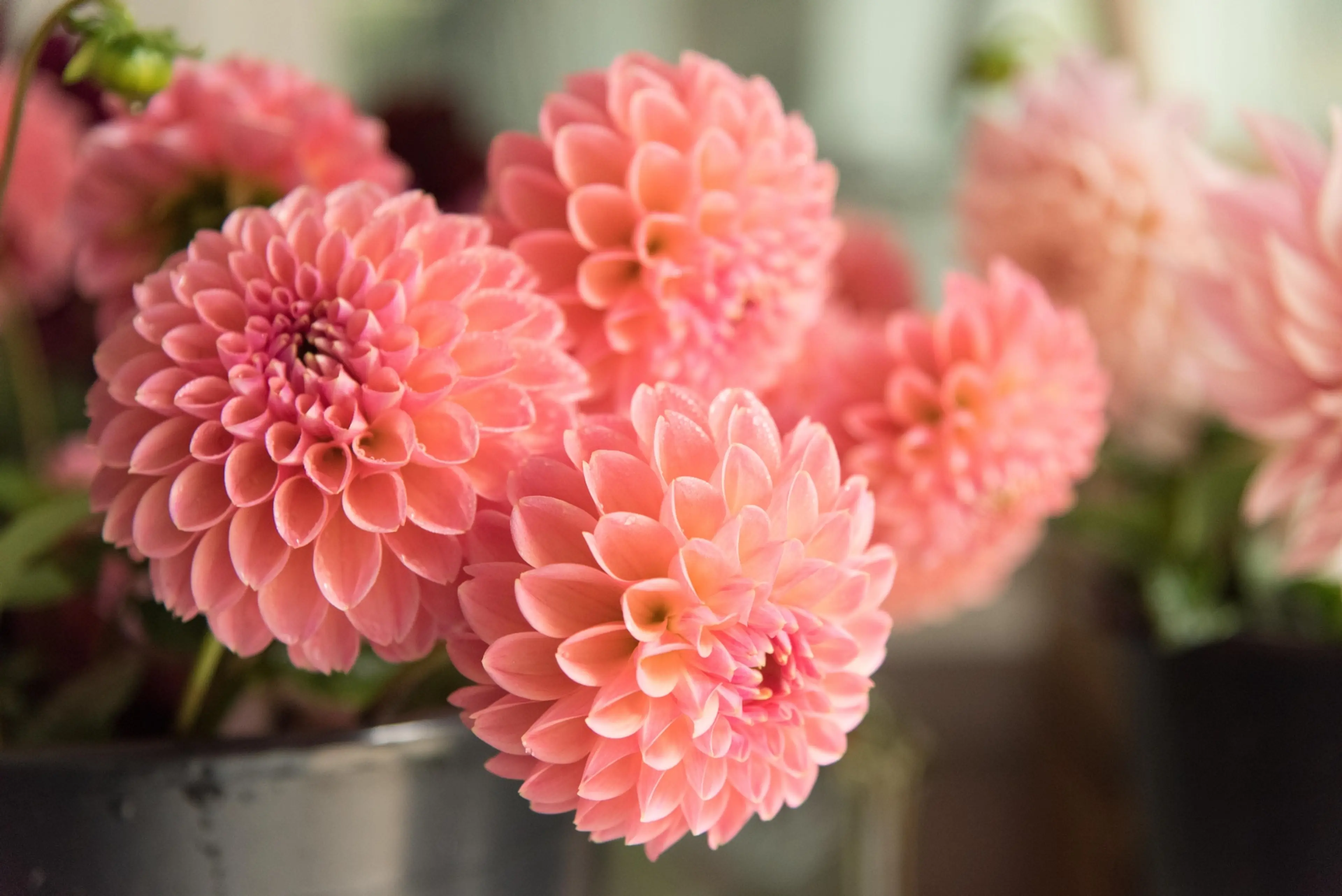A close up of Linda's Baby dahlias