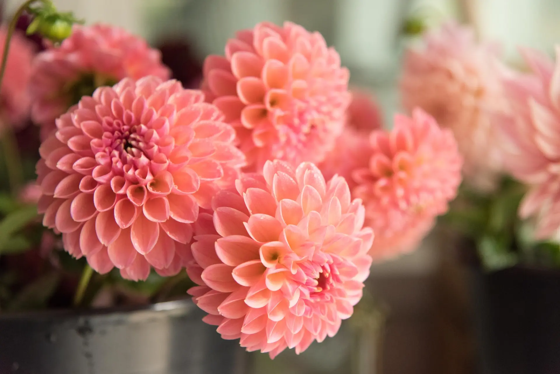 A close up of Linda's Baby dahlias