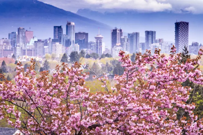 Experience Vancouver’s Cherry Blossoms Virtually with In Full Bloom – a Free Short Film.
