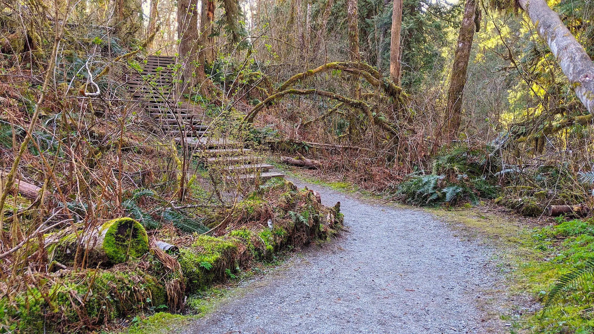 A hiking trail in Kanaka Creek Regional Park