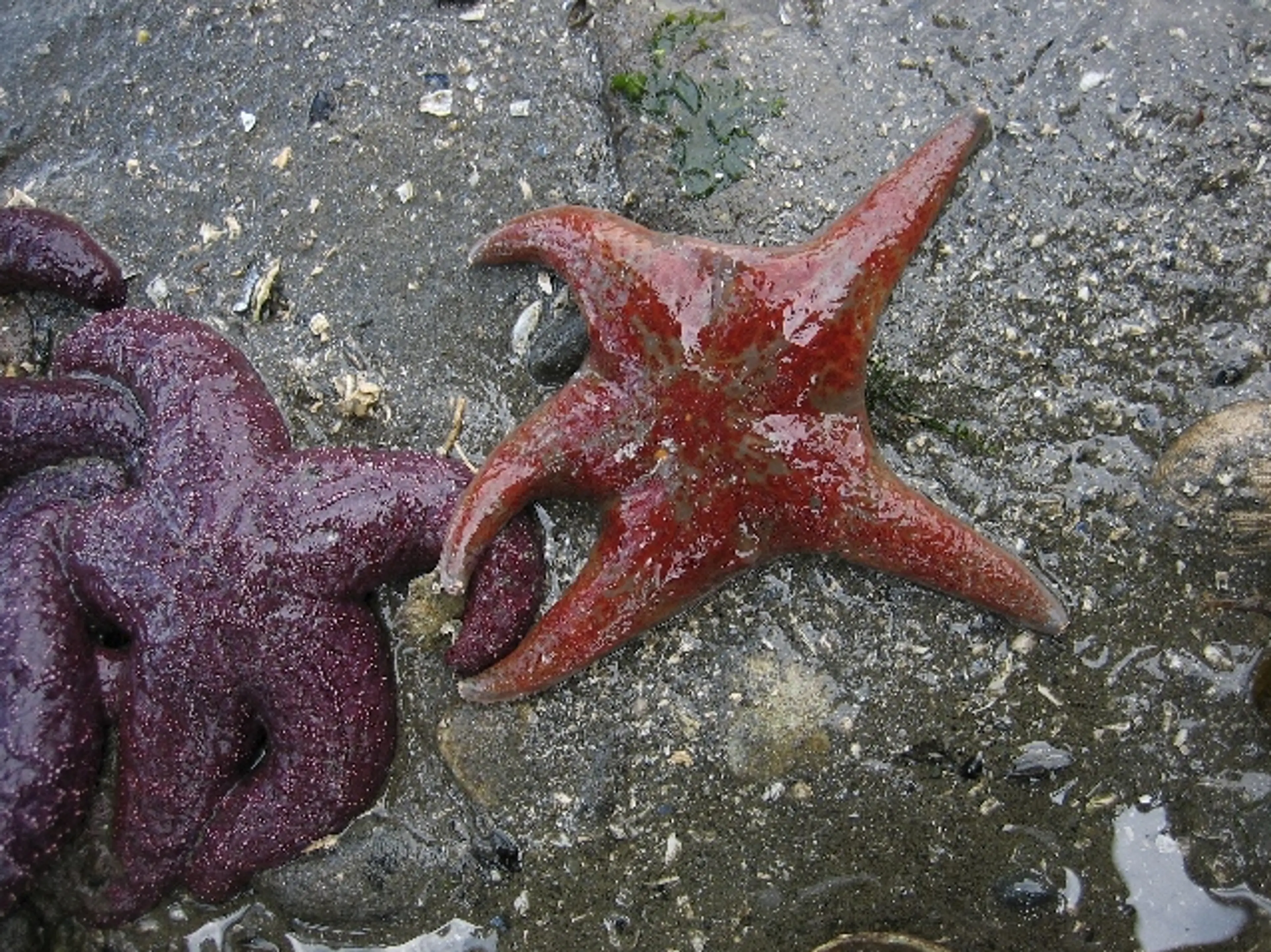 Starfish at Belcarra Regional Park